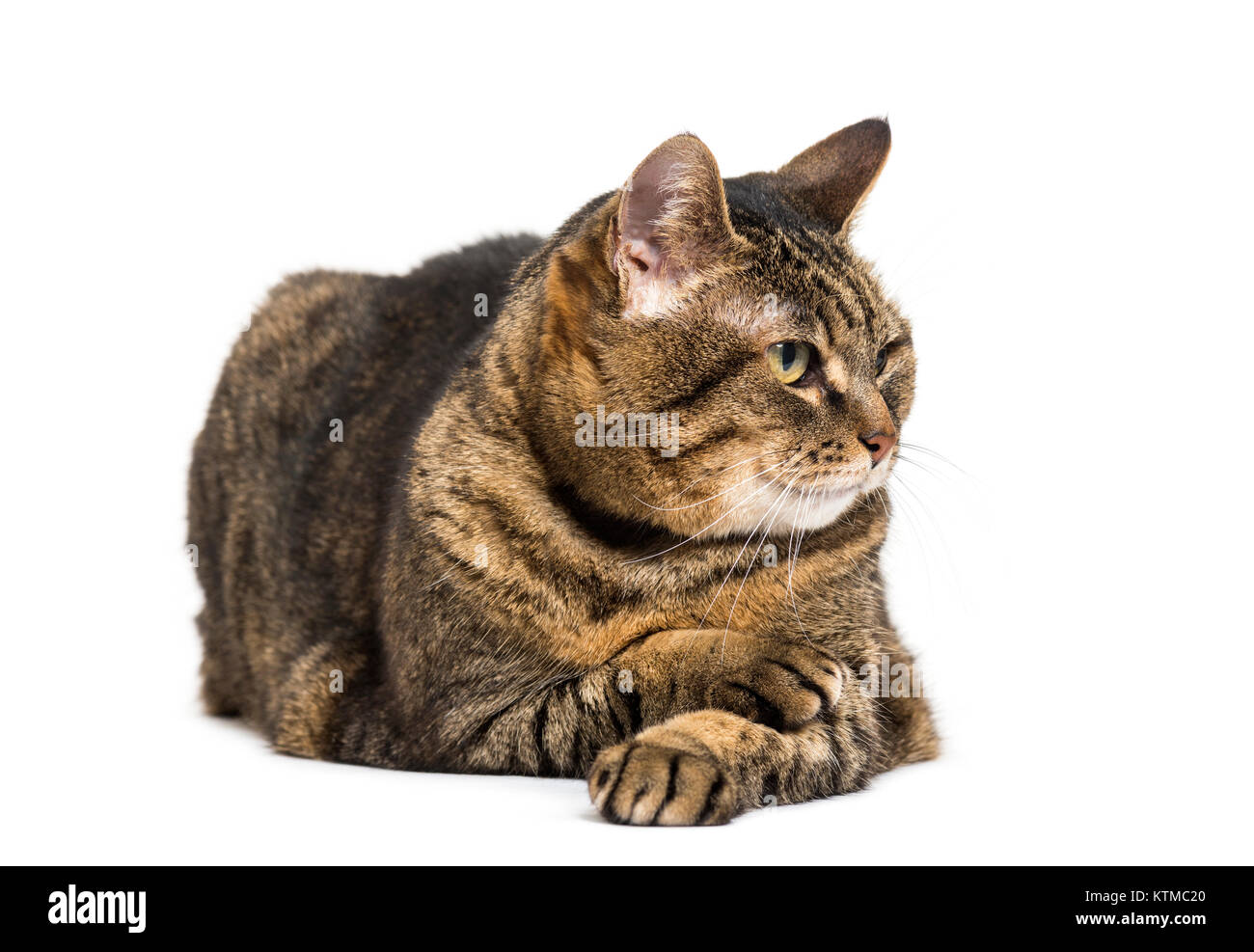 Mixed-race de chat jambes croisées en position couchée et relaxant jambes croisées, à l'écart, isolé sur blanc Banque D'Images