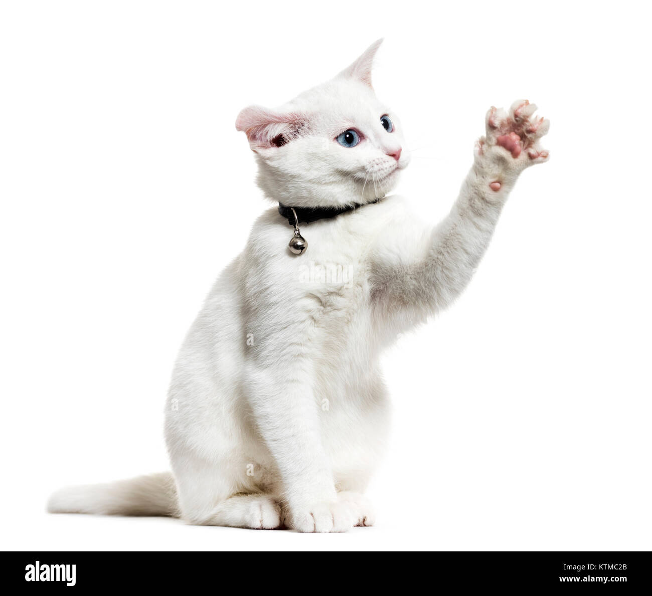 Chaton Blanc Mixte Race De Chat Portant Un Collier Bell Et Jouant Isolated On White Photo Stock Alamy