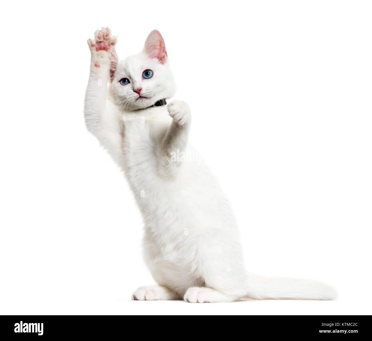 Chaton Blanc Mixte Race De Chat Portant Un Collier Bell Debout Sur Les Pattes Arriere Isolated On White Photo Stock Alamy