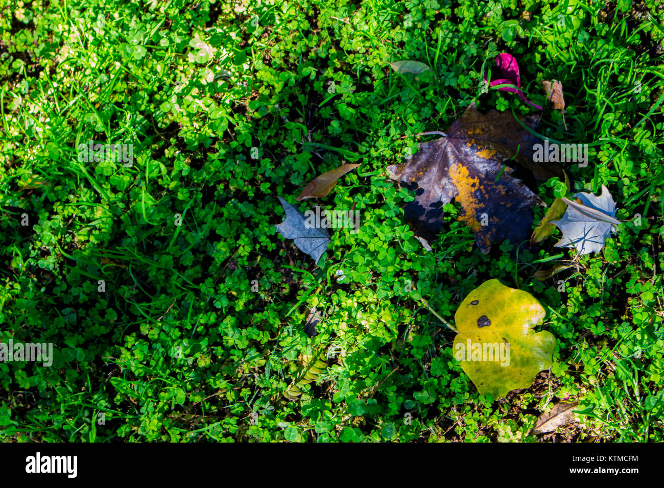 De l'automne. Les feuilles tombées sur une clairière de trèfle. Automne en Espagne. Banque D'Images