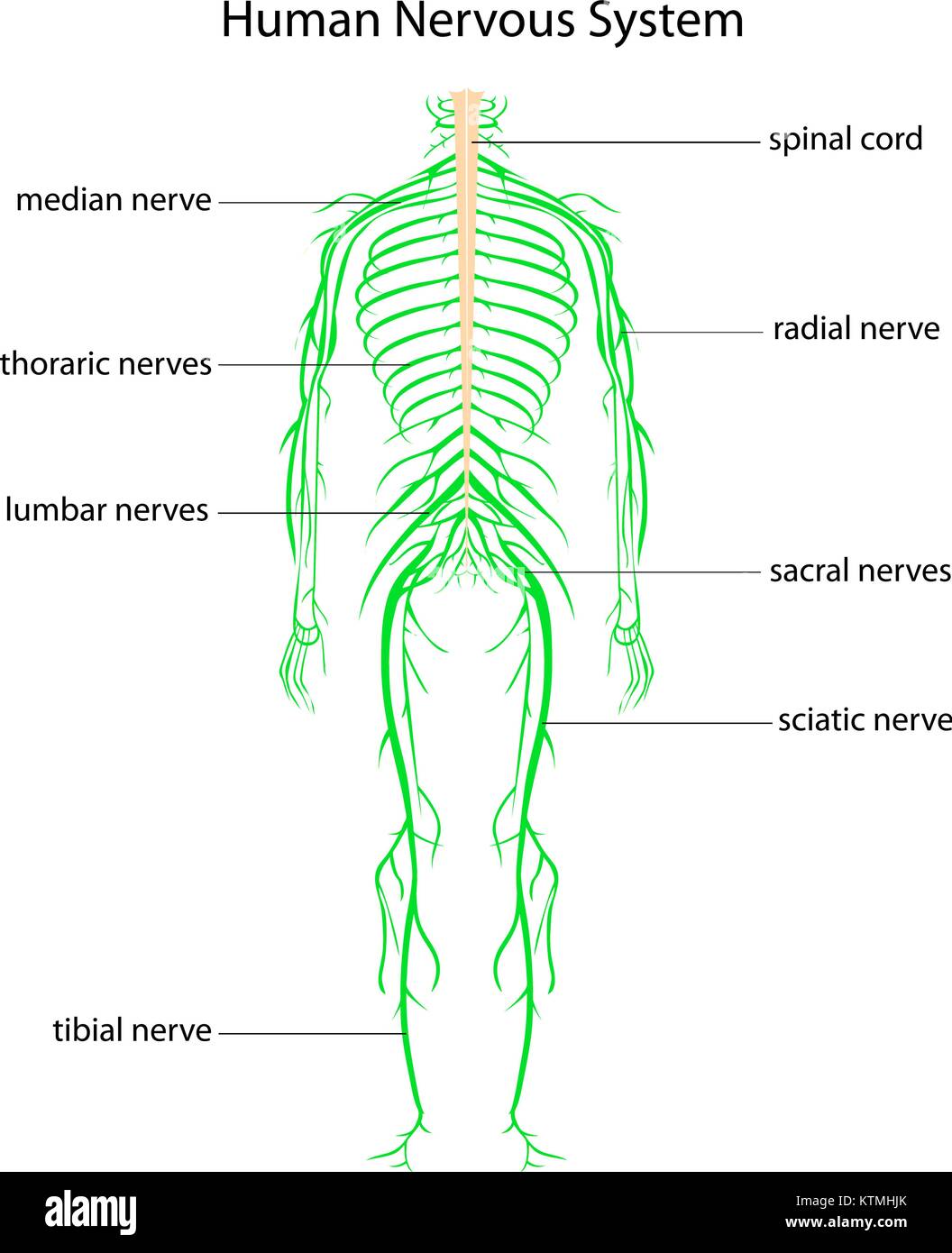 Illustration du système nerveux humain avec des étiquettes Illustration de Vecteur