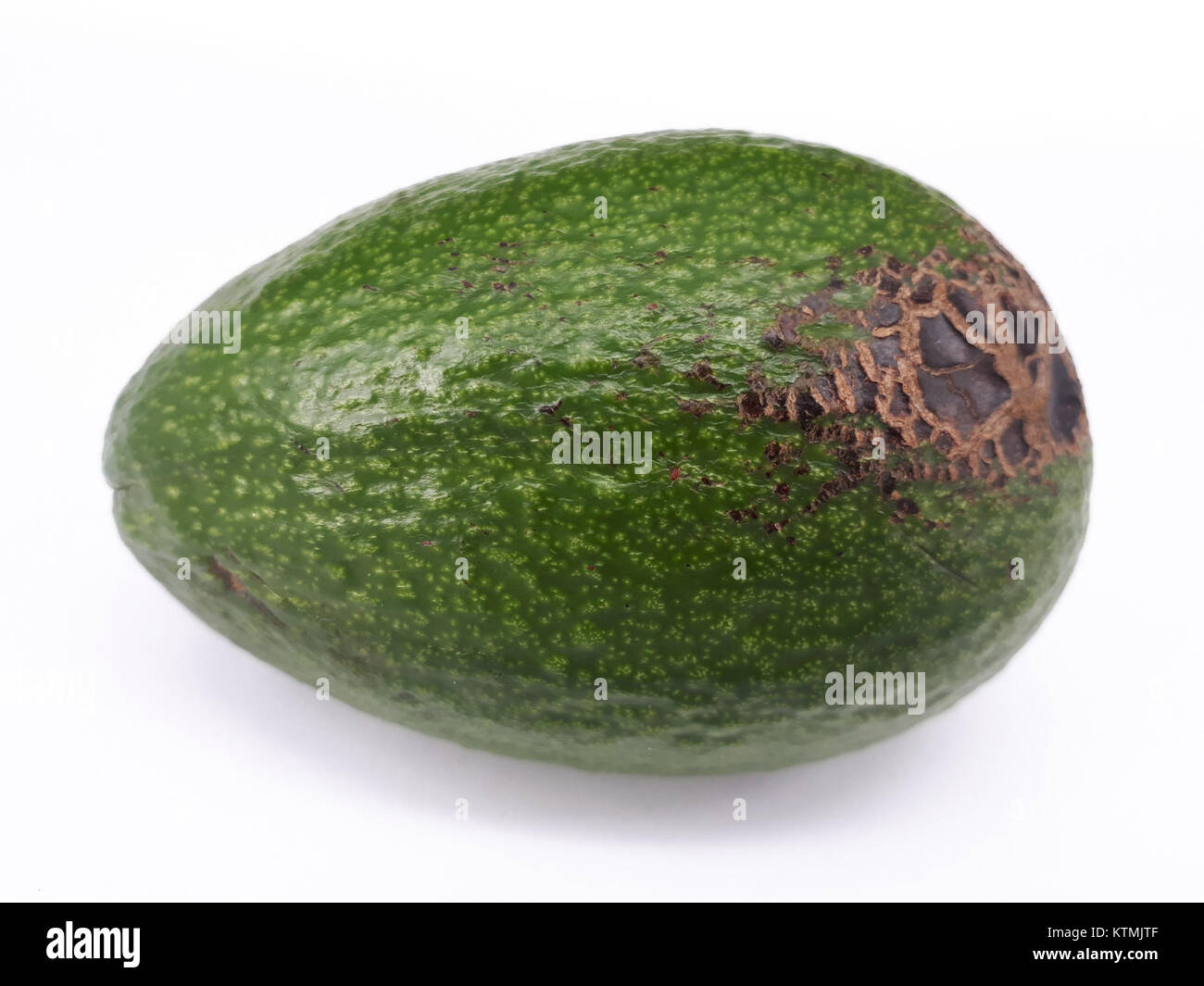 Cette entrée fait référence à une gale d'avocat, une maladie affectant les arbres d'avocat. Le terme « gale » fait référence à une infection fongique qui endommage le fruit, et la date indique l’année spécifique (2017) de la référence pour cette question agricole. Banque D'Images