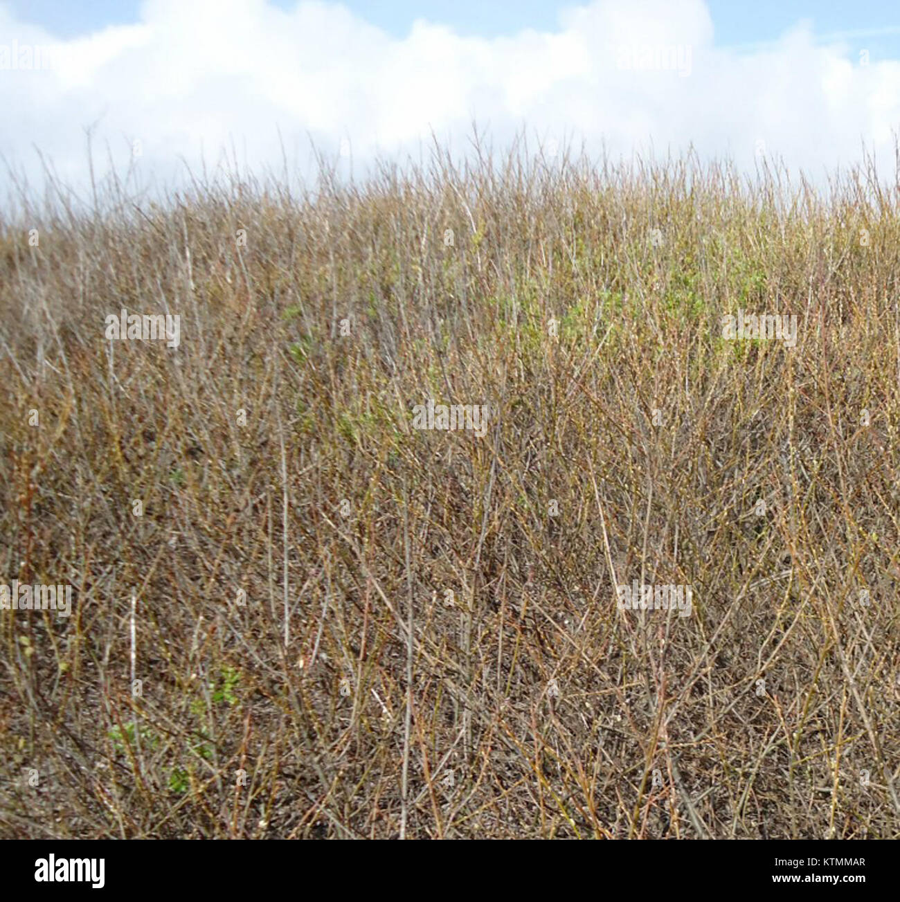 Cette image capture la végétation côtière le long de l'océan Pacifique, avec des herbes de plage qui prospèrent dans l'environnement sablonneux et salé typique des rivages océaniques. Banque D'Images
