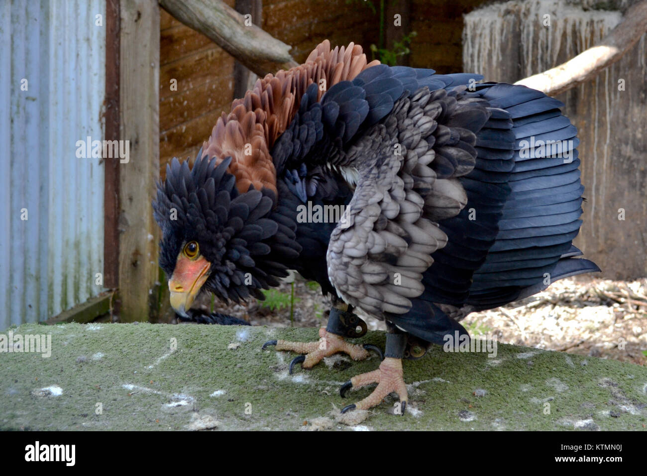 L'aigle Bateleur, représenté sur cette photographie de 2011, est connu pour son aspect saisissant et son agilité. Présent dans toute l'Afrique subsaharienne, c'est un oiseau de proie impressionnant. Banque D'Images