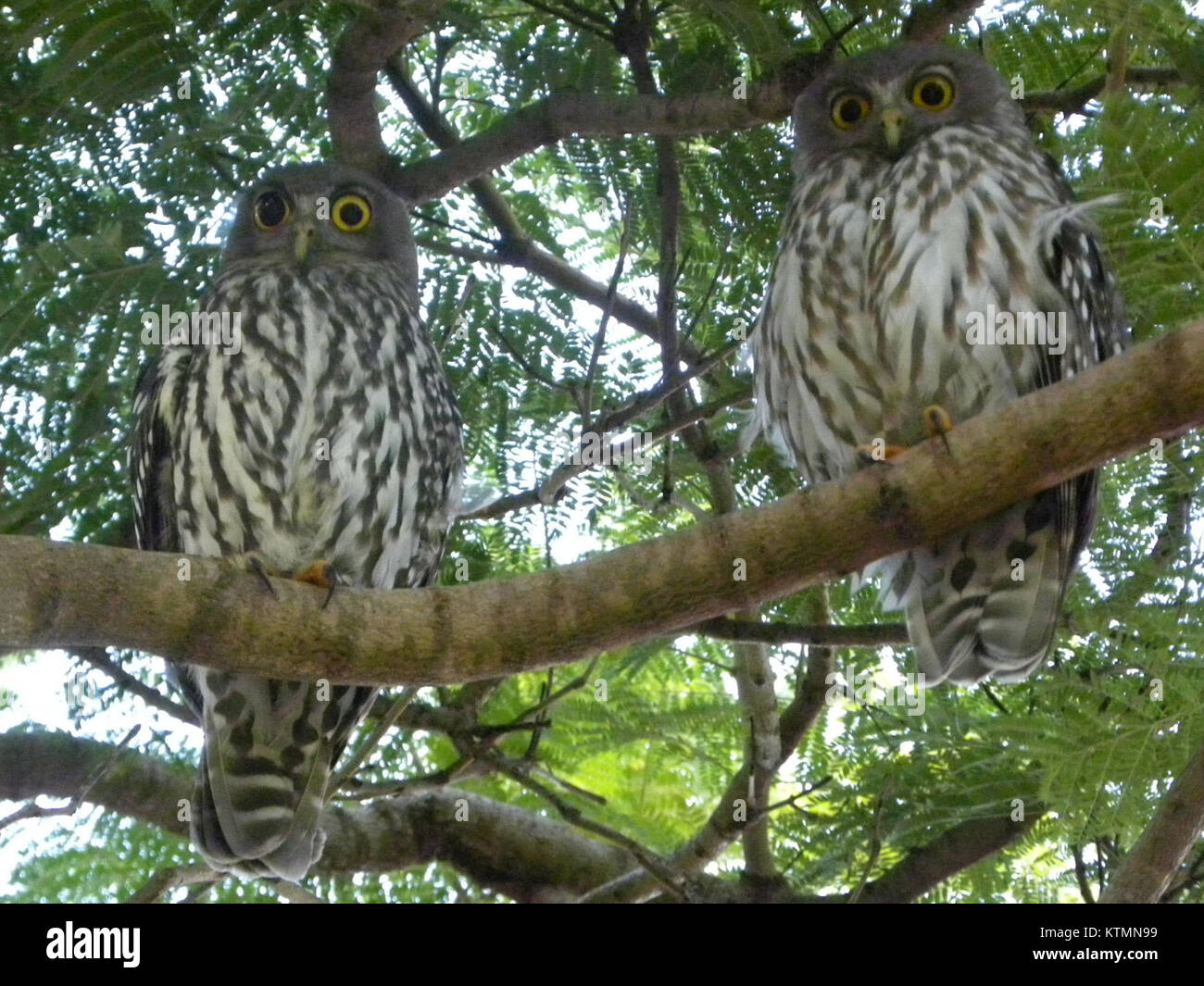 La chouette aboyante (Ninox connivens) est une espèce de chouette originaire d'Australie, connue pour son cri caractéristique et son comportement nocturne. Il habite les bois et les forêts à travers le continent. Banque D'Images