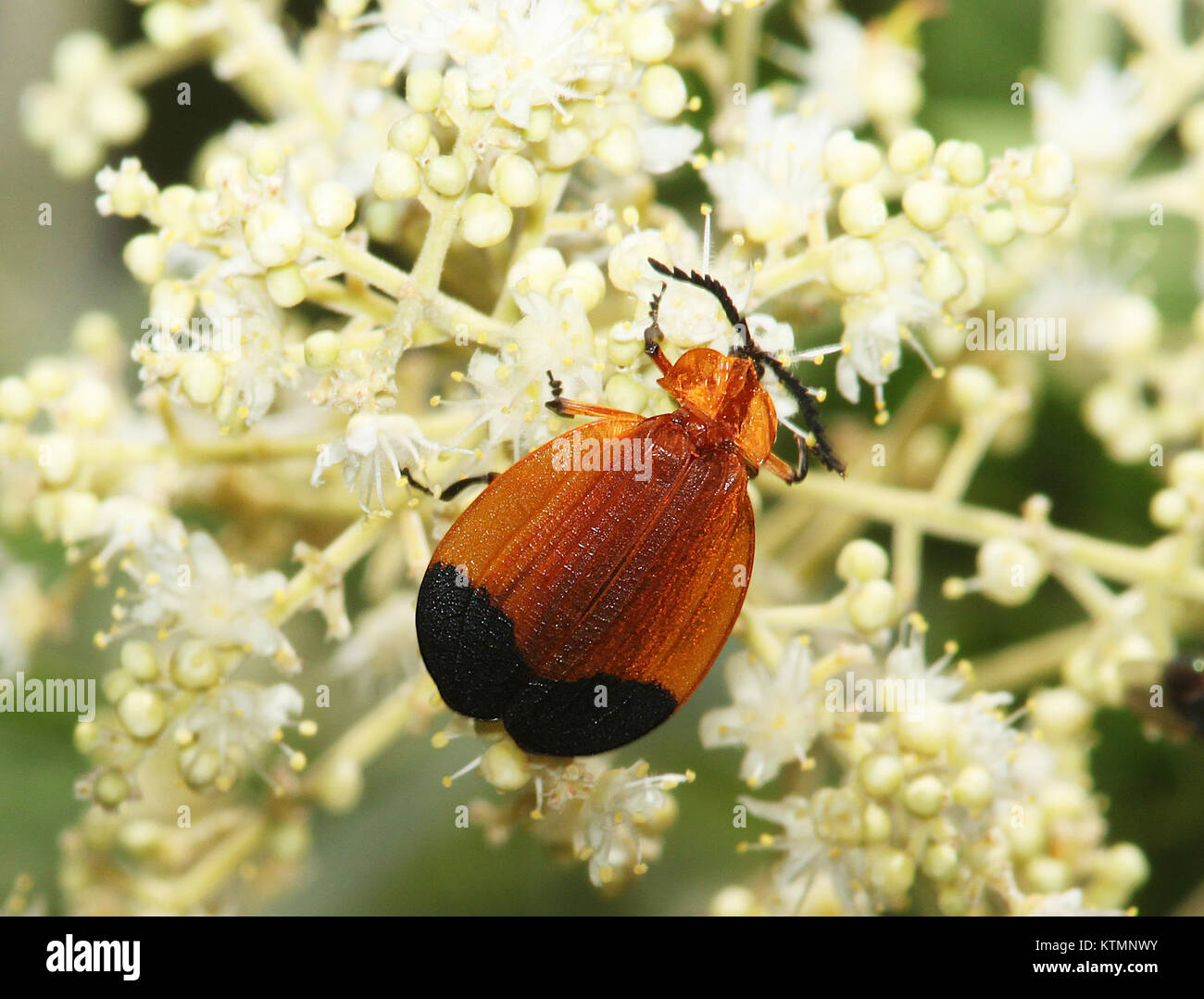 L'image montre un coléoptère aux ailes en filet, Lycus lecontei, capturé le long de Blue Haven Road en Patagonie, Arizona. Connu pour son profil d'aile en forme de filet distinctif, il est un sujet d'étude entomologique. Banque D'Images