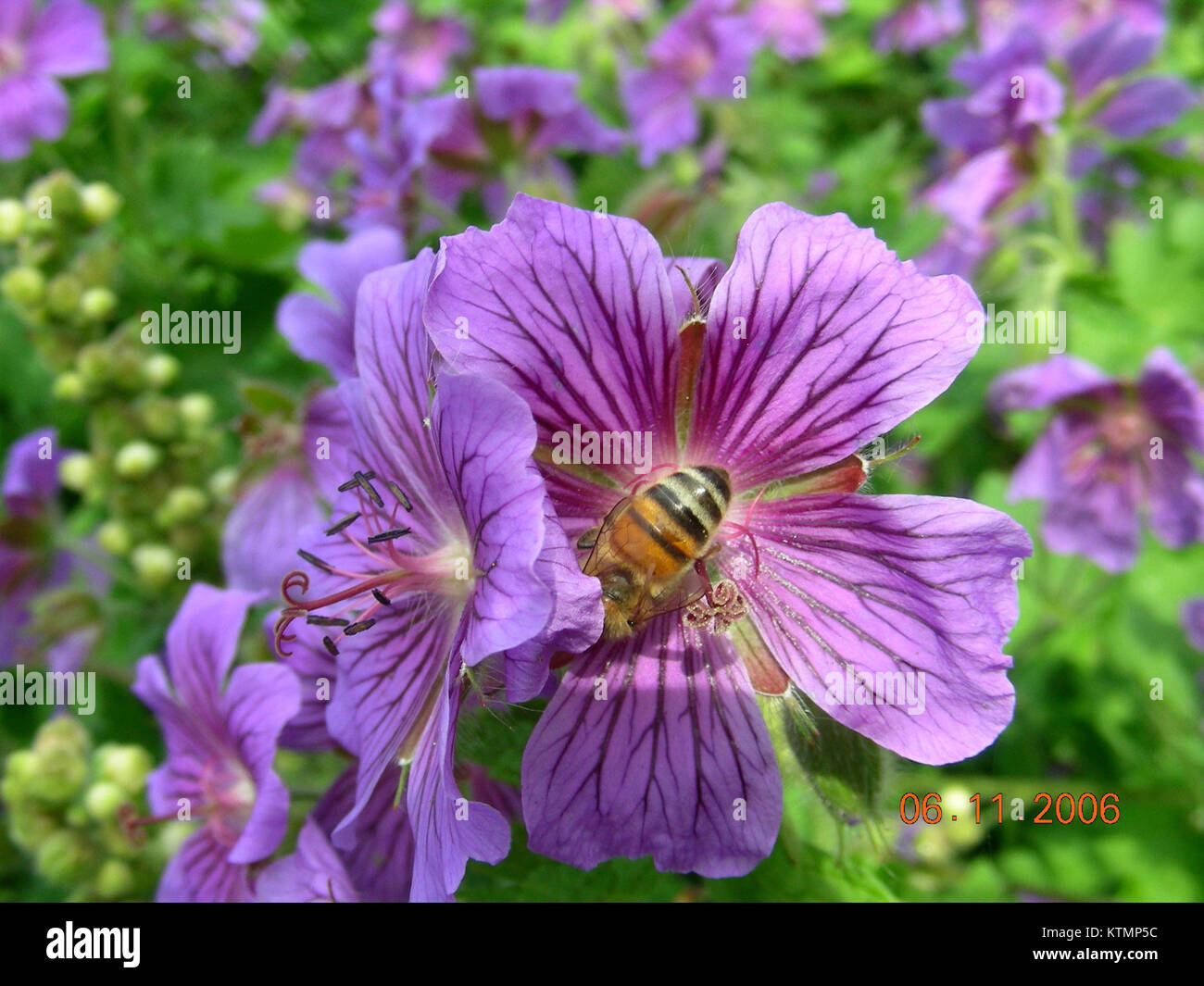 Une abeille perchée sur une fleur de géranium capture la relation symbiotique entre les pollinisateurs et les plantes. Les abeilles jouent un rôle crucial dans le processus de pollinisation, qui favorise la reproduction des plantes. Banque D'Images