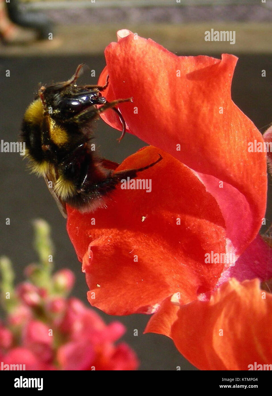 Une abeille recueille le nectar d'une fleur d'Antirrhinum, également connue sous le nom de snapdragon. Cette interaction est un exemple de pollinisation, où l'abeille transfère le pollen entre les fleurs, contribuant ainsi à la reproduction des plantes et à la santé de l'écosystème. Banque D'Images