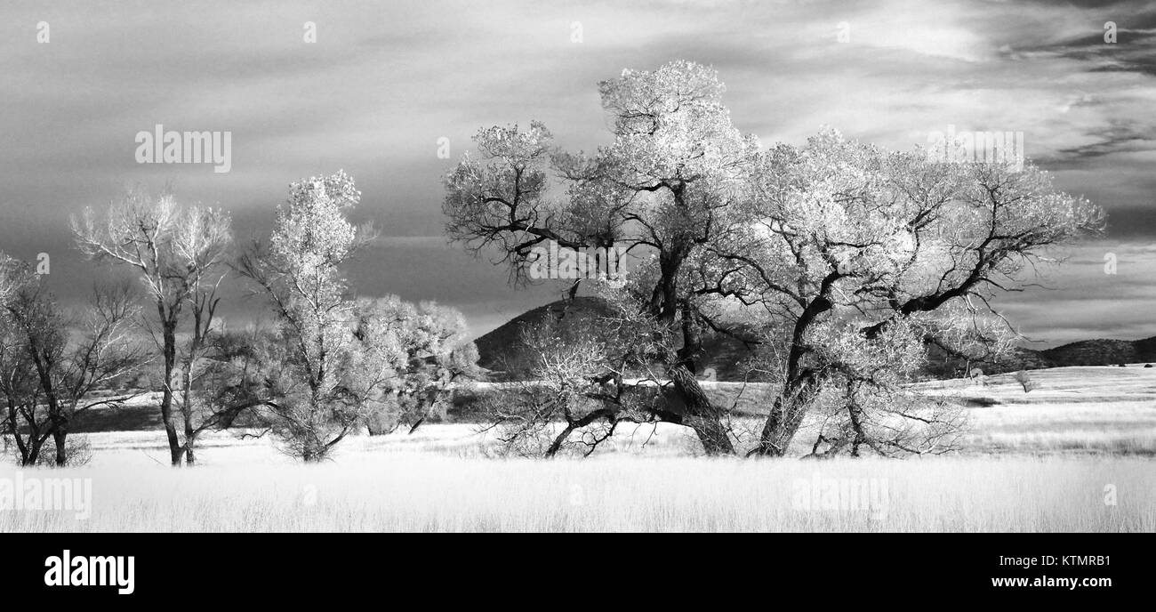 Les prairies de la vallée de l'AZ San Rafael, situées au sud-est de la Patagonie, sont une zone écologique importante connue pour ses écosystèmes de prairies et sa biodiversité. Banque D'Images