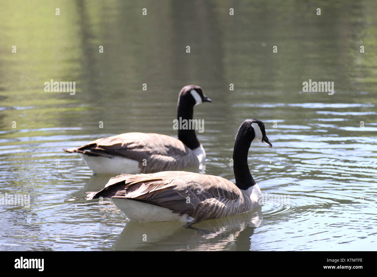 Une photo de bernaches du Canada dans un habitat naturel, montrant leur tête et leur cou noirs distinctifs avec une jugulaire blanche. Ces oiseaux migrateurs se trouvent couramment en Amérique du Nord. Banque D'Images
