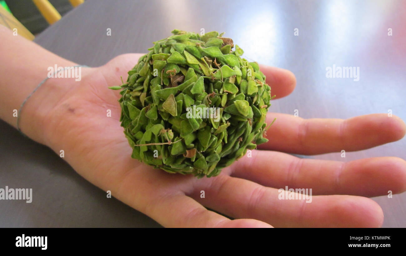 La boule de bavures est un terme botanique se référant à une structure végétale qui facilite la dispersion des graines. Sa conception aide la plante à répandre ses graines en s'attachant aux animaux, facilitant ainsi le processus de reproduction du plantâ€™s. Banque D'Images