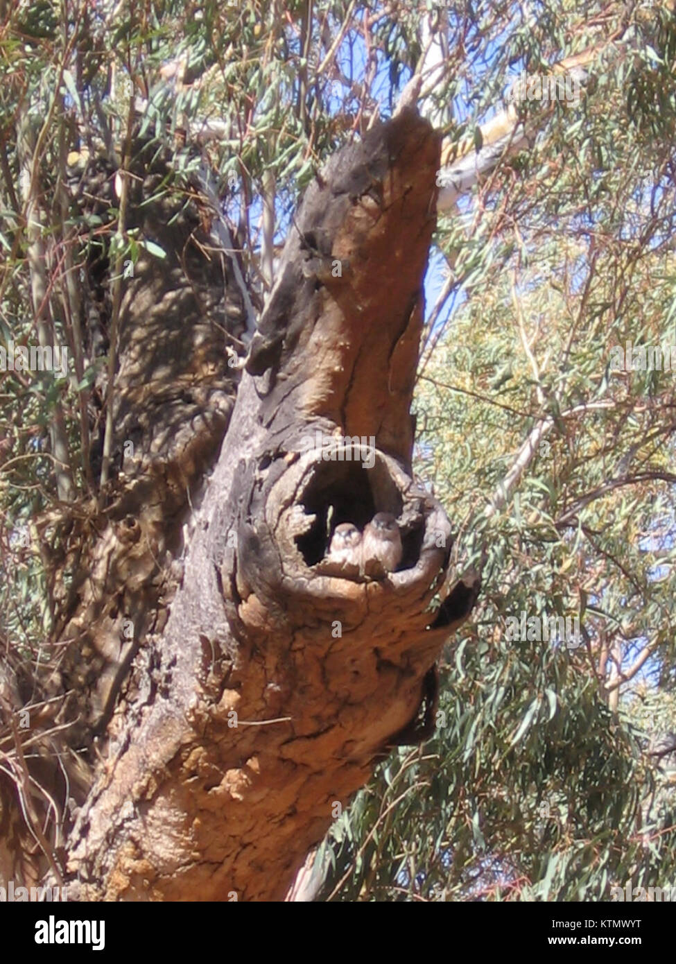 Les nichons du Cestrel australien sont les jeunes descendants du Cestrel australien, un oiseau de proie. Ces nids font partie du cycle de vie de l'oiseau et se trouvent généralement dans les forêts ouvertes ou les prairies. Banque D'Images