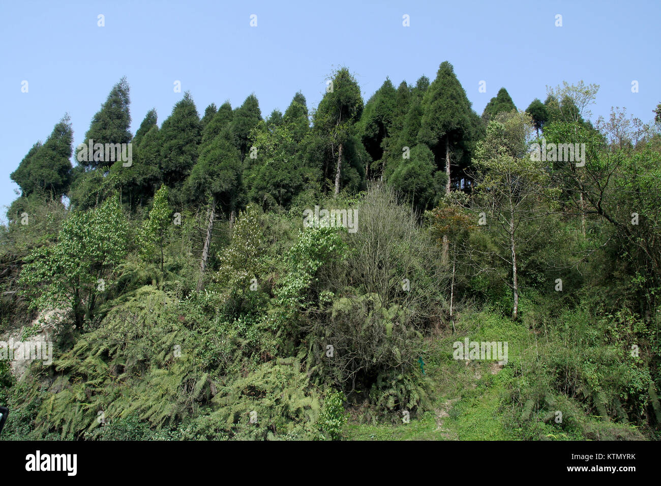 Forest Hill couronnées d'arbres conifères vert foncé Banque D'Images