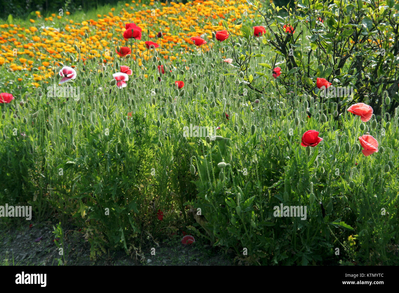 Propagation de jaune, rouge et des fleurs roses sur lit de végétation verte Banque D'Images