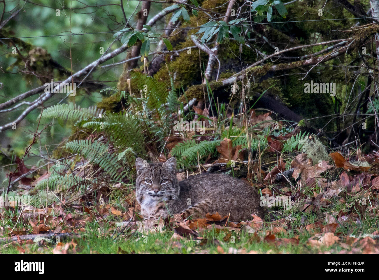 A North American Lynx Banque De Photographies Et D Images A Haute Resolution Page 3 Alamy