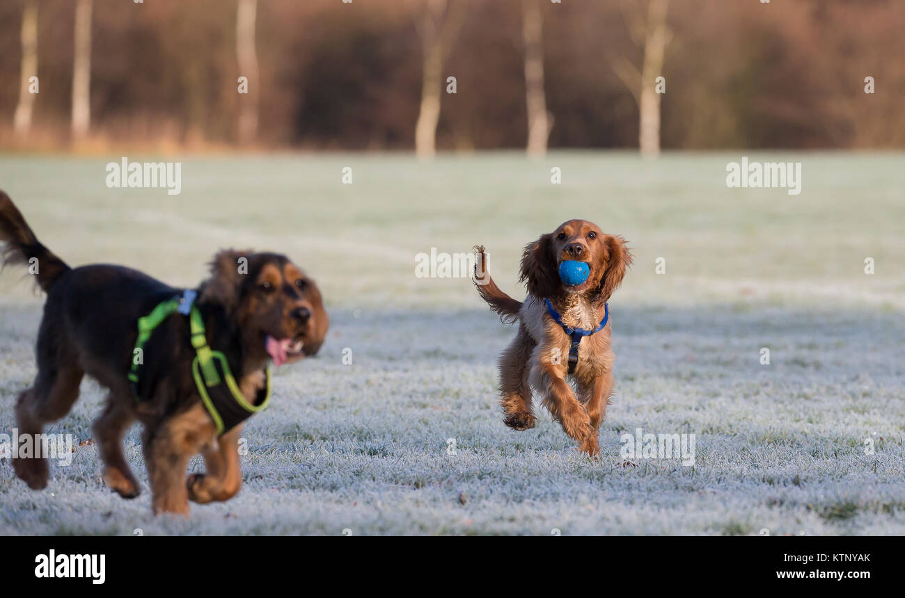 Kidderminster, UK. 28 Décembre, 2017. Météo France : tout le monde n'est pas profiter de la glorieuse du matin après un début de congélation avec les conditions routières dangereuses. Credit : Lee Hudson/Alamy Live News Banque D'Images Kidderminster, UK. 28 Décembre, 2017. Météo France : tout le monde n'est pas profiter de la glorieuse du matin après un début de congélation avec les conditions routières dangereuses. Credit : Lee Hudson/Alamy Live News Banque D'Images
