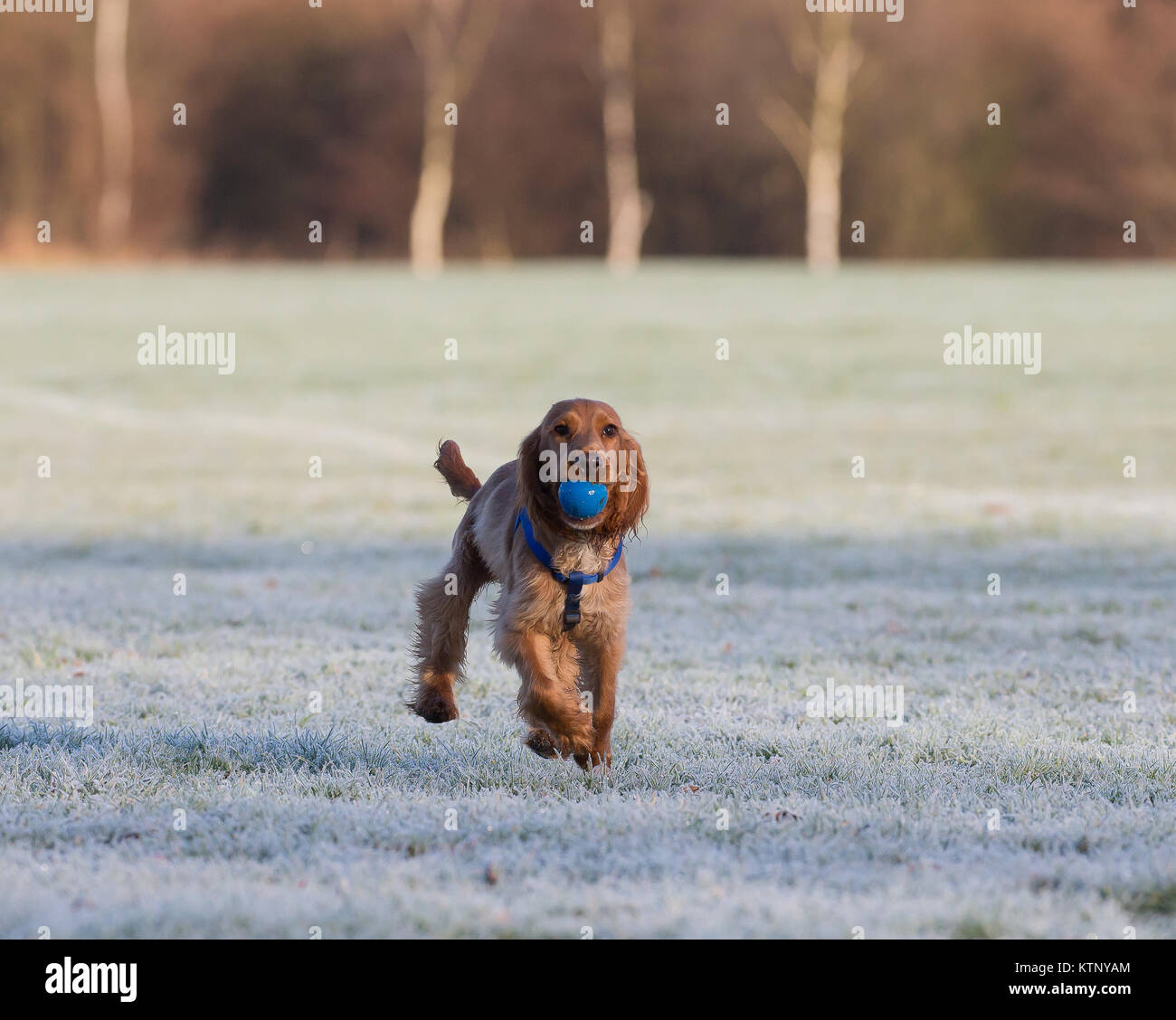 Kidderminster, UK. 28 Décembre, 2017. Météo France : tout le monde n'est pas profiter de la glorieuse du matin après un début de congélation avec les conditions routières dangereuses. Credit : Lee Hudson/Alamy Live News Banque D'Images Kidderminster, UK. 28 Décembre, 2017. Météo France : tout le monde n'est pas profiter de la glorieuse du matin après un début de congélation avec les conditions routières dangereuses. Credit : Lee Hudson/Alamy Live News Banque D'Images