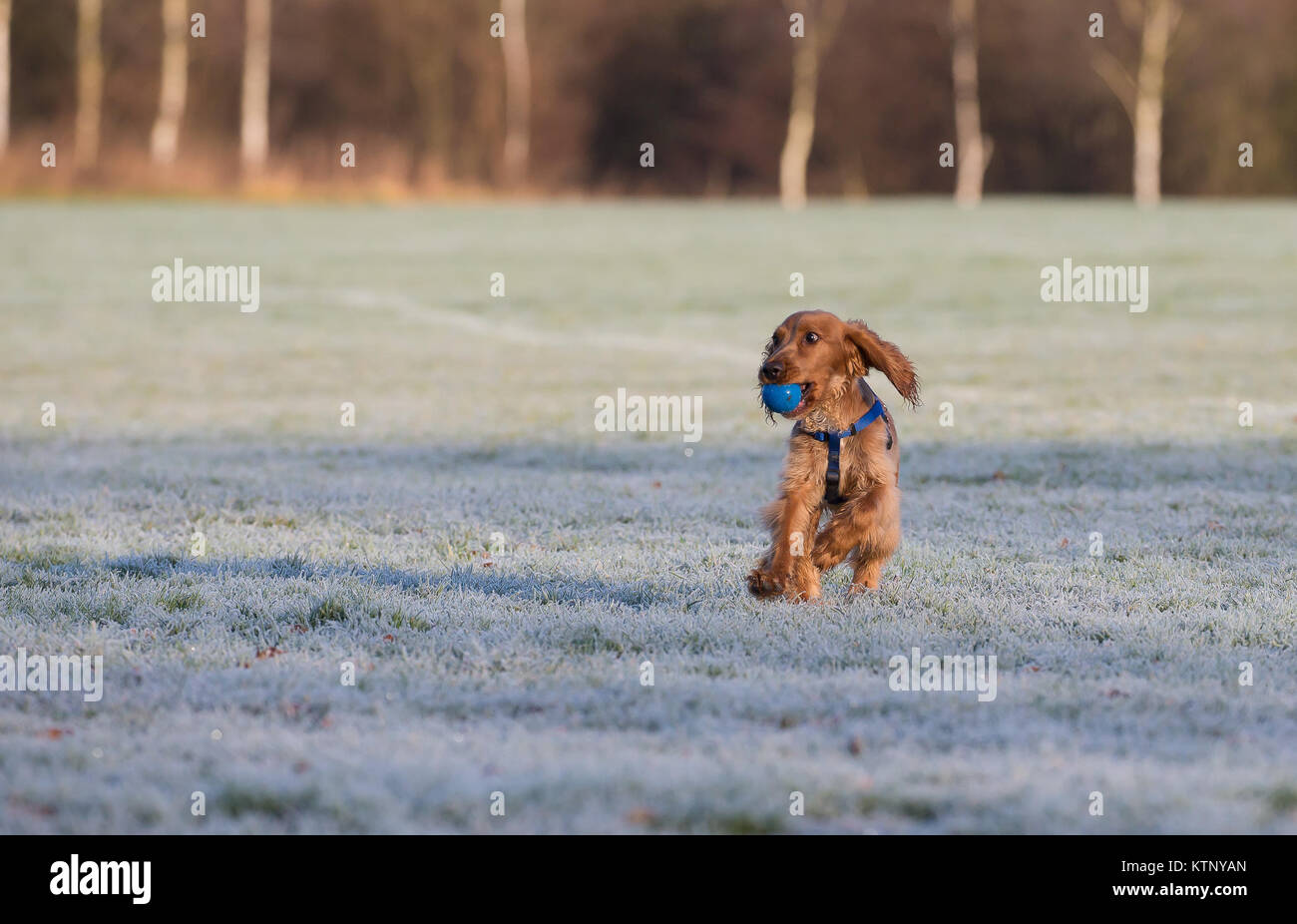 Kidderminster, UK. 28 Décembre, 2017. Météo France : tout le monde n'est pas profiter de la glorieuse du matin après un début de congélation avec les conditions routières dangereuses. Credit : Lee Hudson/Alamy Live News Banque D'Images Kidderminster, UK. 28 Décembre, 2017. Météo France : tout le monde n'est pas profiter de la glorieuse du matin après un début de congélation avec les conditions routières dangereuses. Credit : Lee Hudson/Alamy Live News Banque D'Images