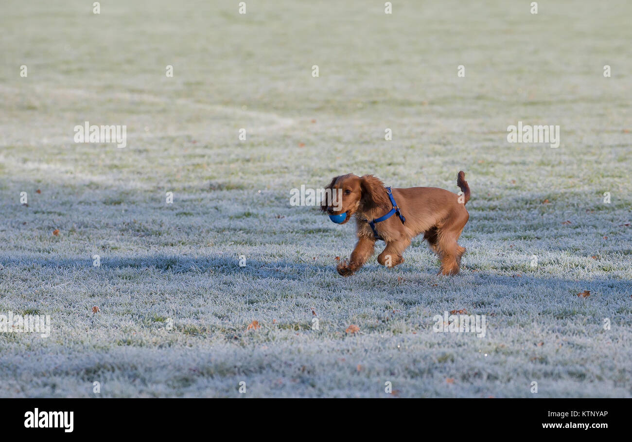 Kidderminster, UK. 28 Décembre, 2017. Météo France : tout le monde n'est pas profiter de la glorieuse du matin après un début de congélation avec les conditions routières dangereuses. Credit : Lee Hudson/Alamy Live News Banque D'Images Kidderminster, UK. 28 Décembre, 2017. Météo France : tout le monde n'est pas profiter de la glorieuse du matin après un début de congélation avec les conditions routières dangereuses. Credit : Lee Hudson/Alamy Live News Banque D'Images