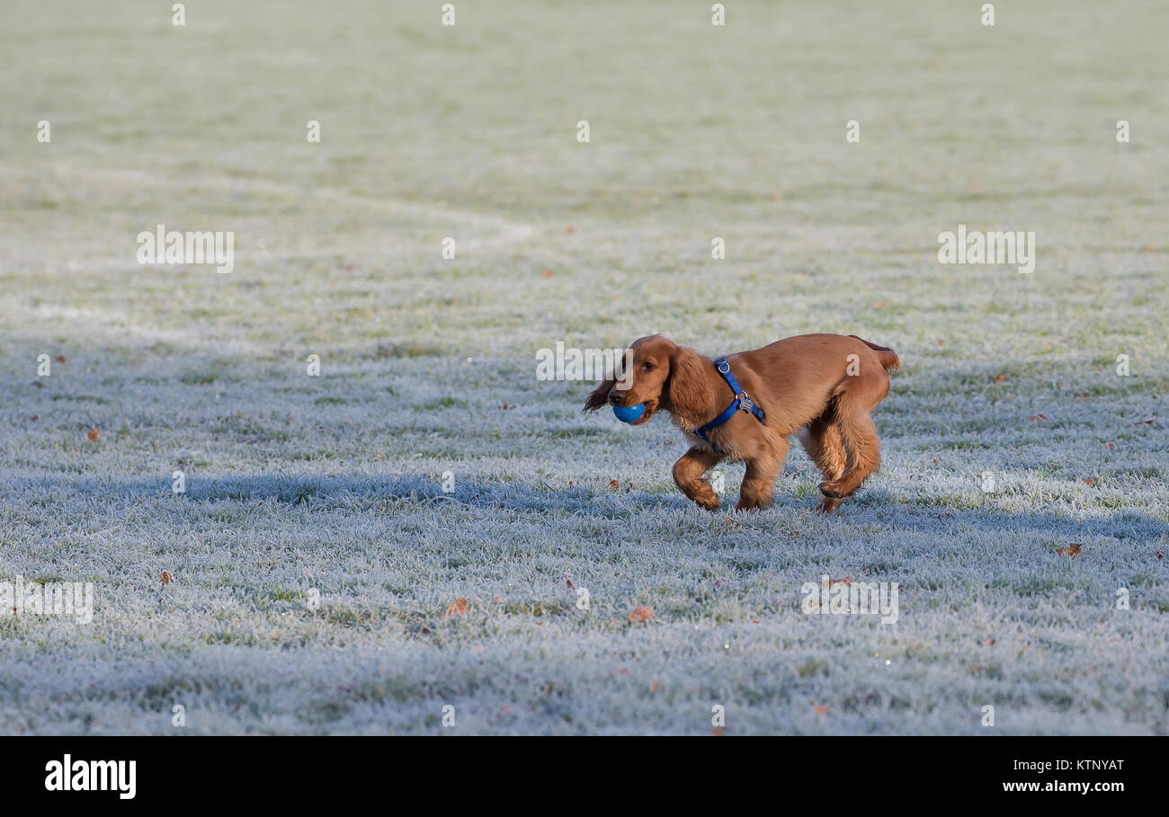 Kidderminster, UK. 28 Décembre, 2017. Météo France : tout le monde n'est pas profiter de la glorieuse du matin après un début de congélation avec les conditions routières dangereuses. Credit : Lee Hudson/Alamy Live News Banque D'Images Kidderminster, UK. 28 Décembre, 2017. Météo France : tout le monde n'est pas profiter de la glorieuse du matin après un début de congélation avec les conditions routières dangereuses. Credit : Lee Hudson/Alamy Live News Banque D'Images