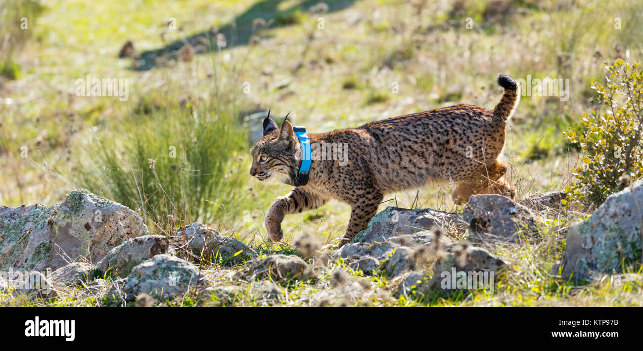 Le Lynx ibérique - LINCE IBÉRICO ((Lynx pardinus) Banque D'Images