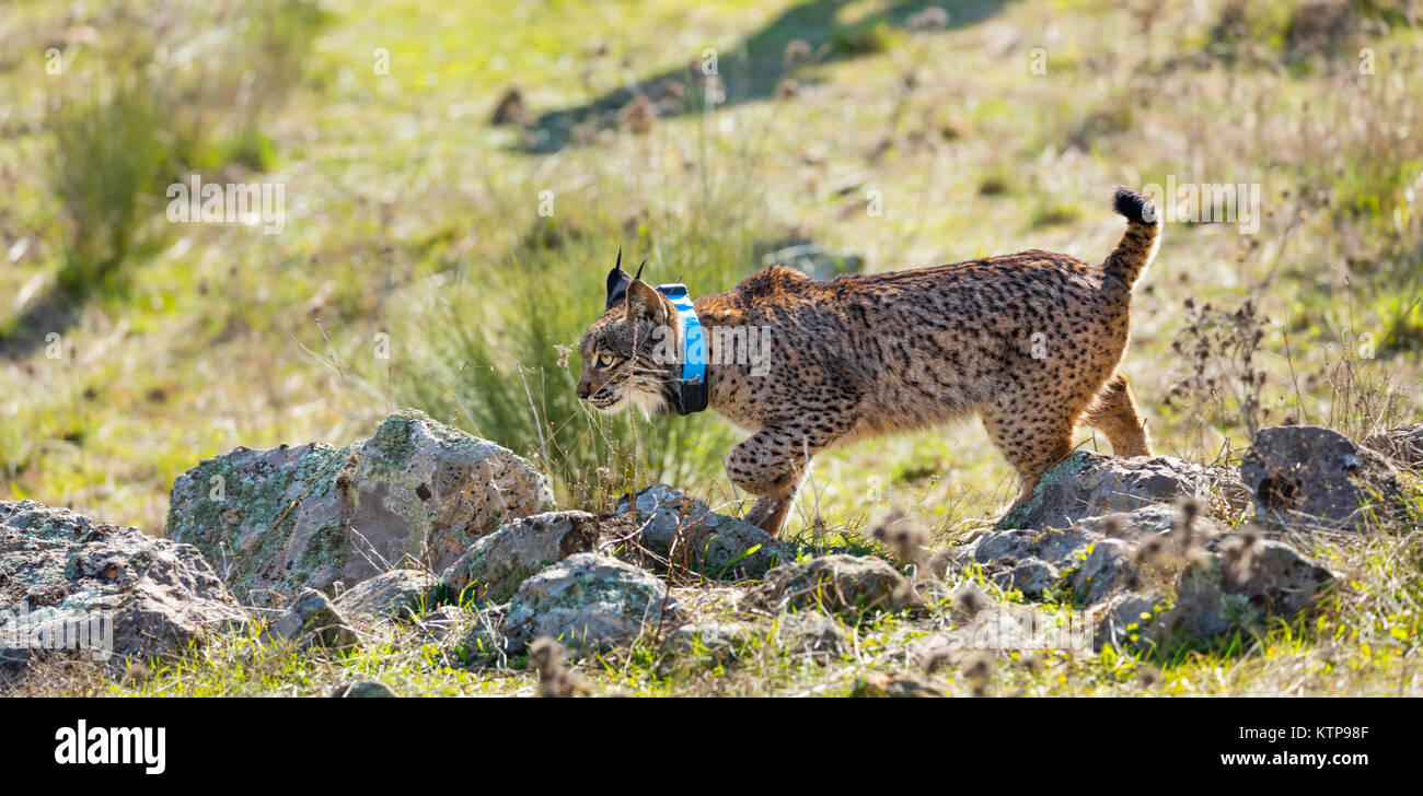 Le Lynx ibérique - LINCE IBÉRICO ((Lynx pardinus) Banque D'Images