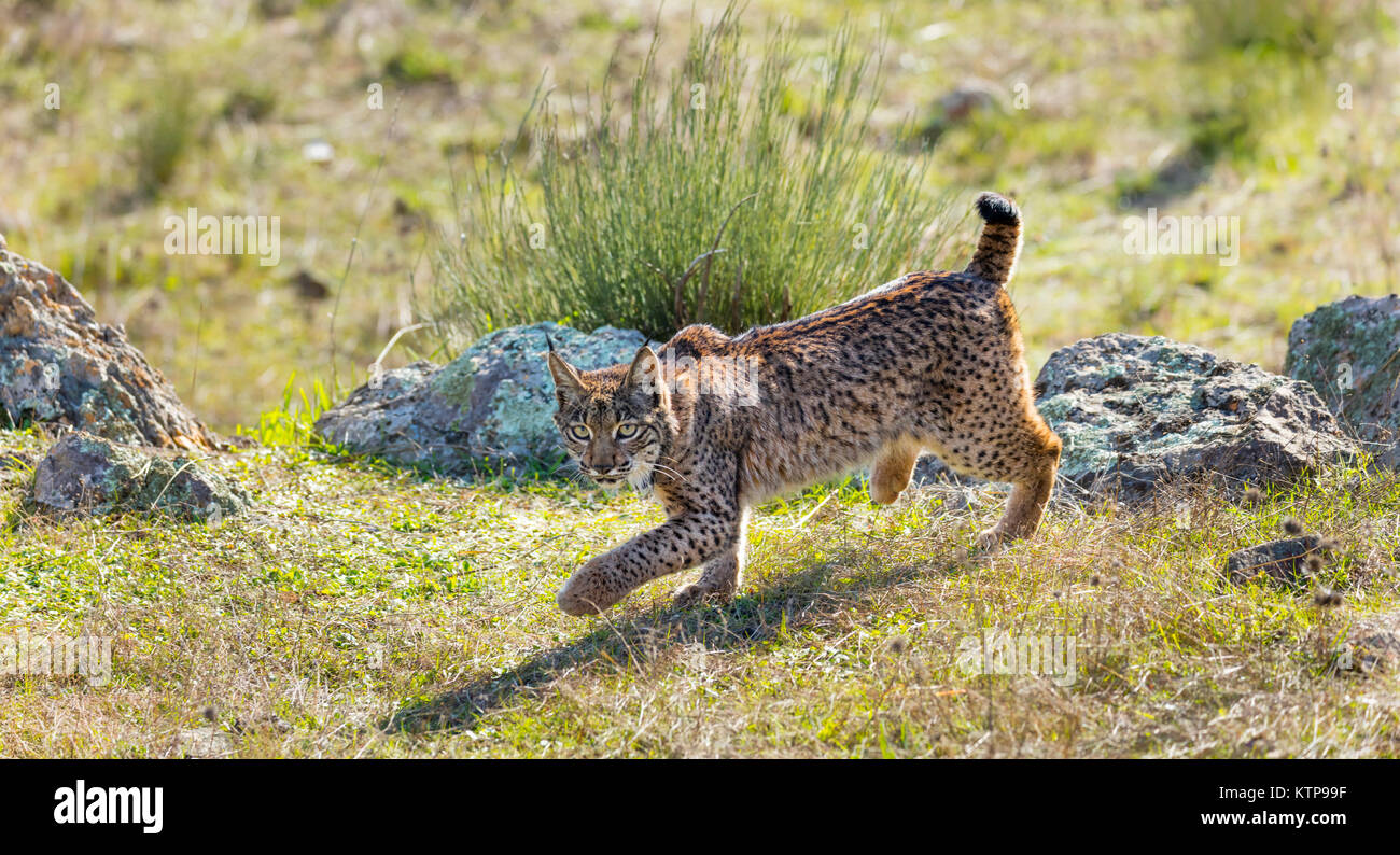 Le Lynx ibérique - LINCE IBÉRICO ((Lynx pardinus) Banque D'Images