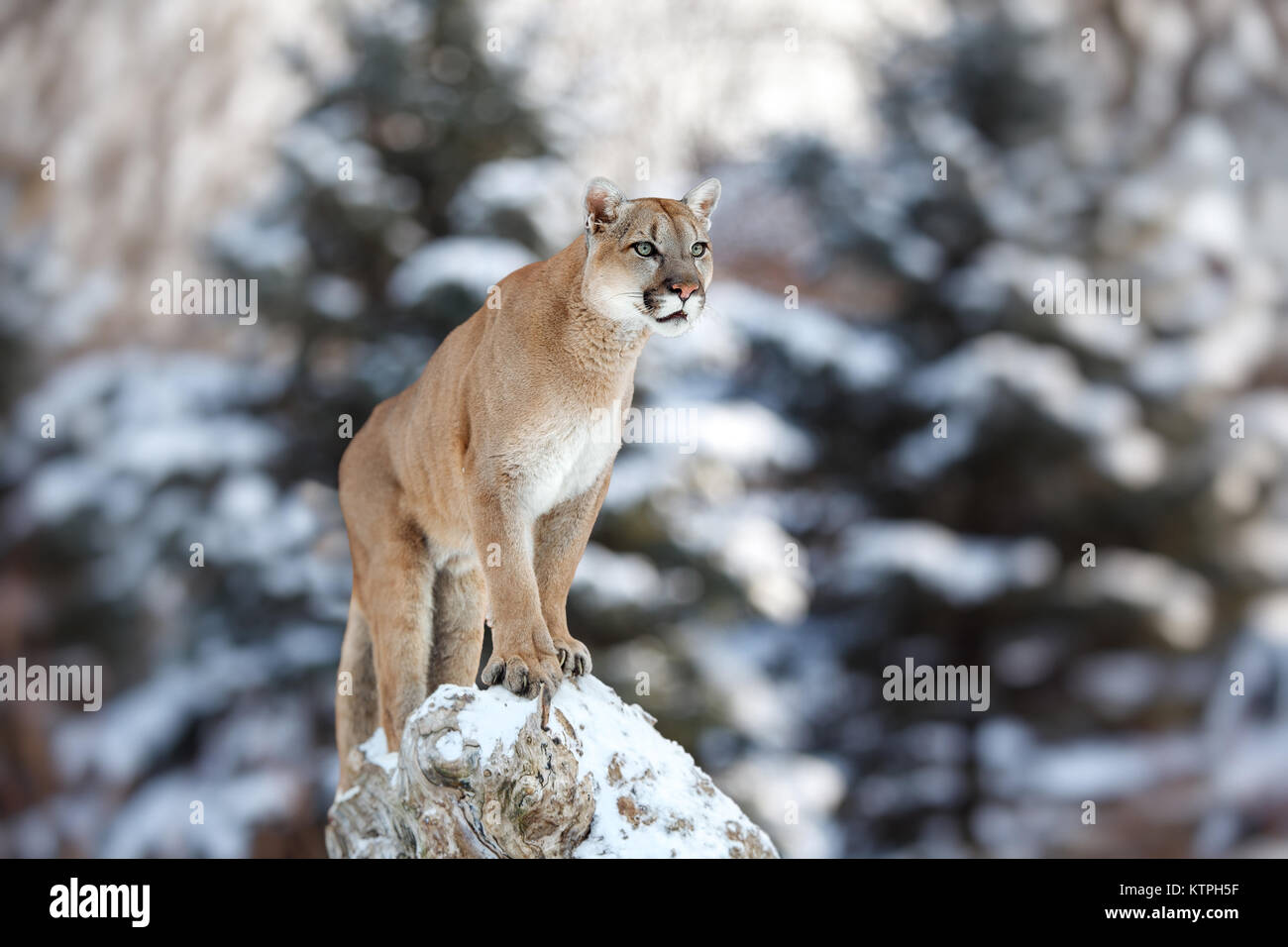 Portrait d'un couguar, mountain lion, puma, panthère, trouver une pose sur  un arbre tombé, scène d'hiver dans les bois Photo Stock - Alamy