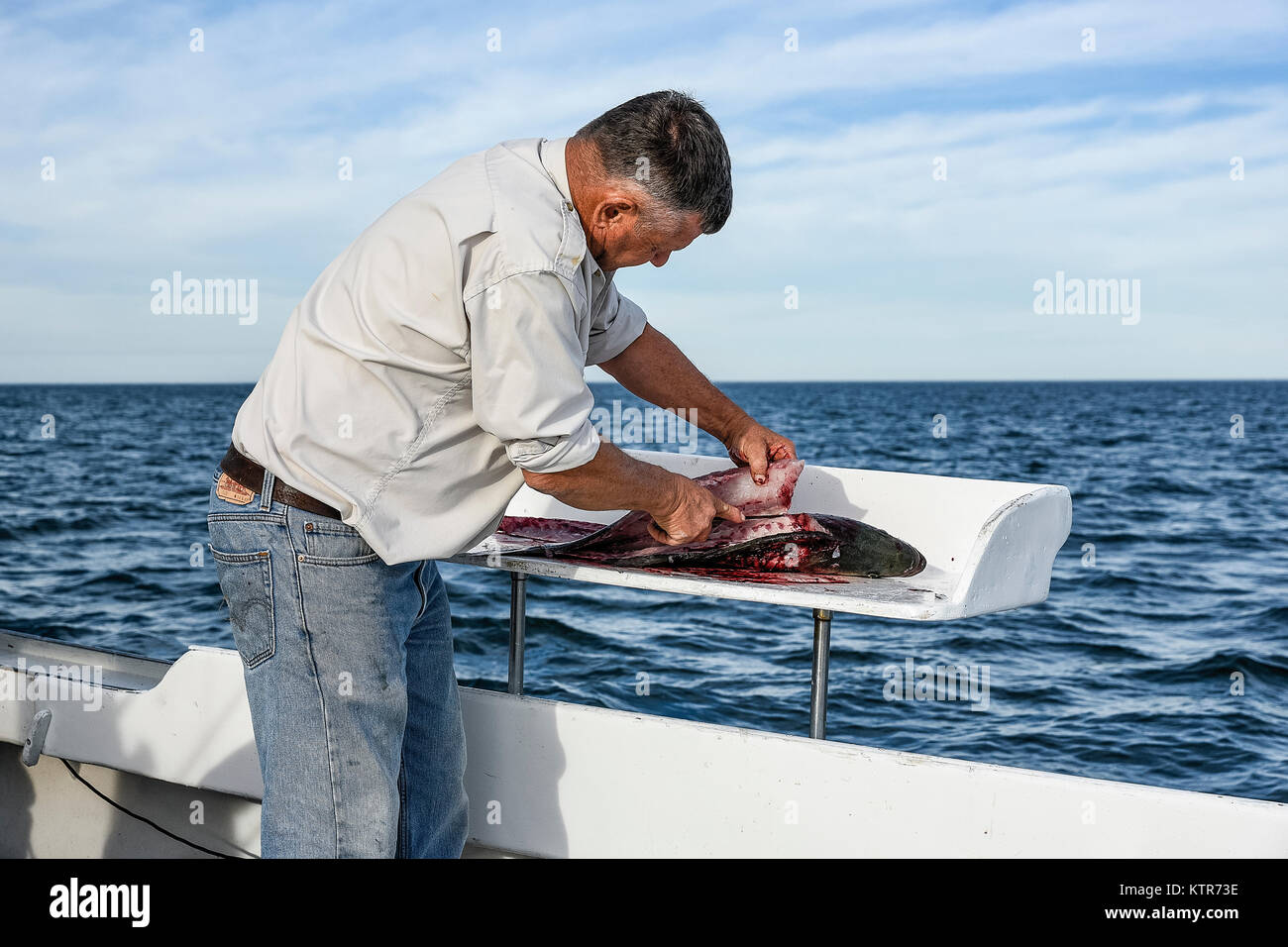 Le nettoyage d'un poisson fraîchement pêché sur le bateau, Cape Cod, Massachusetts, États-Unis. Banque D'Images