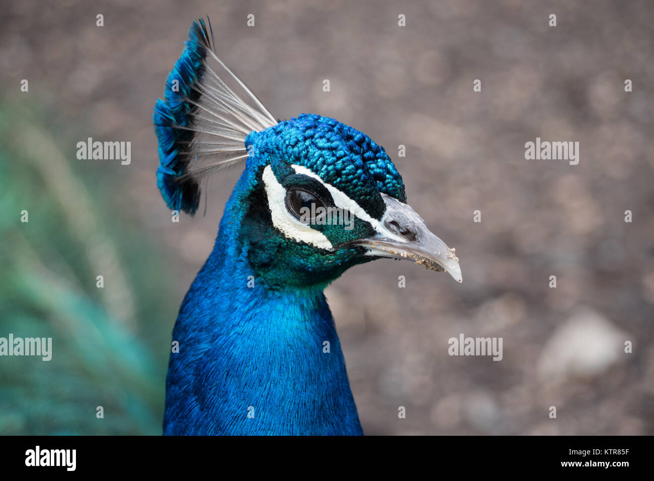 Peacock dans un zoo australien Banque D'Images