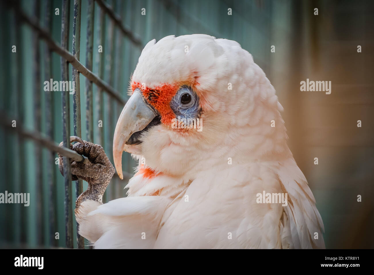 Dans un zoo australien cockatoo Banque D'Images
