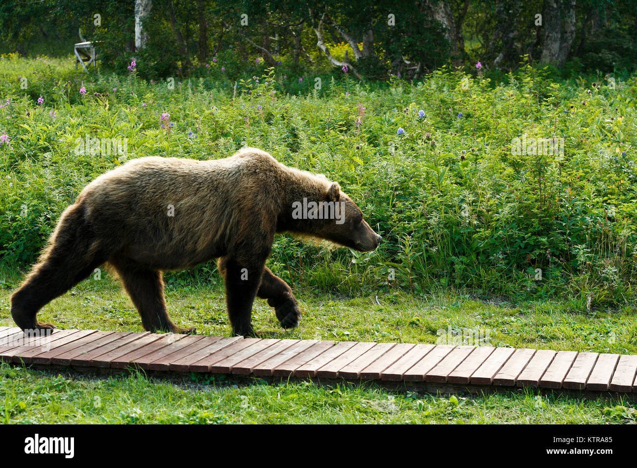 Ours brun (Ursus arctos) combats dans le lac Kurile, péninsule du Kamchatka, en Russie. Banque D'Images