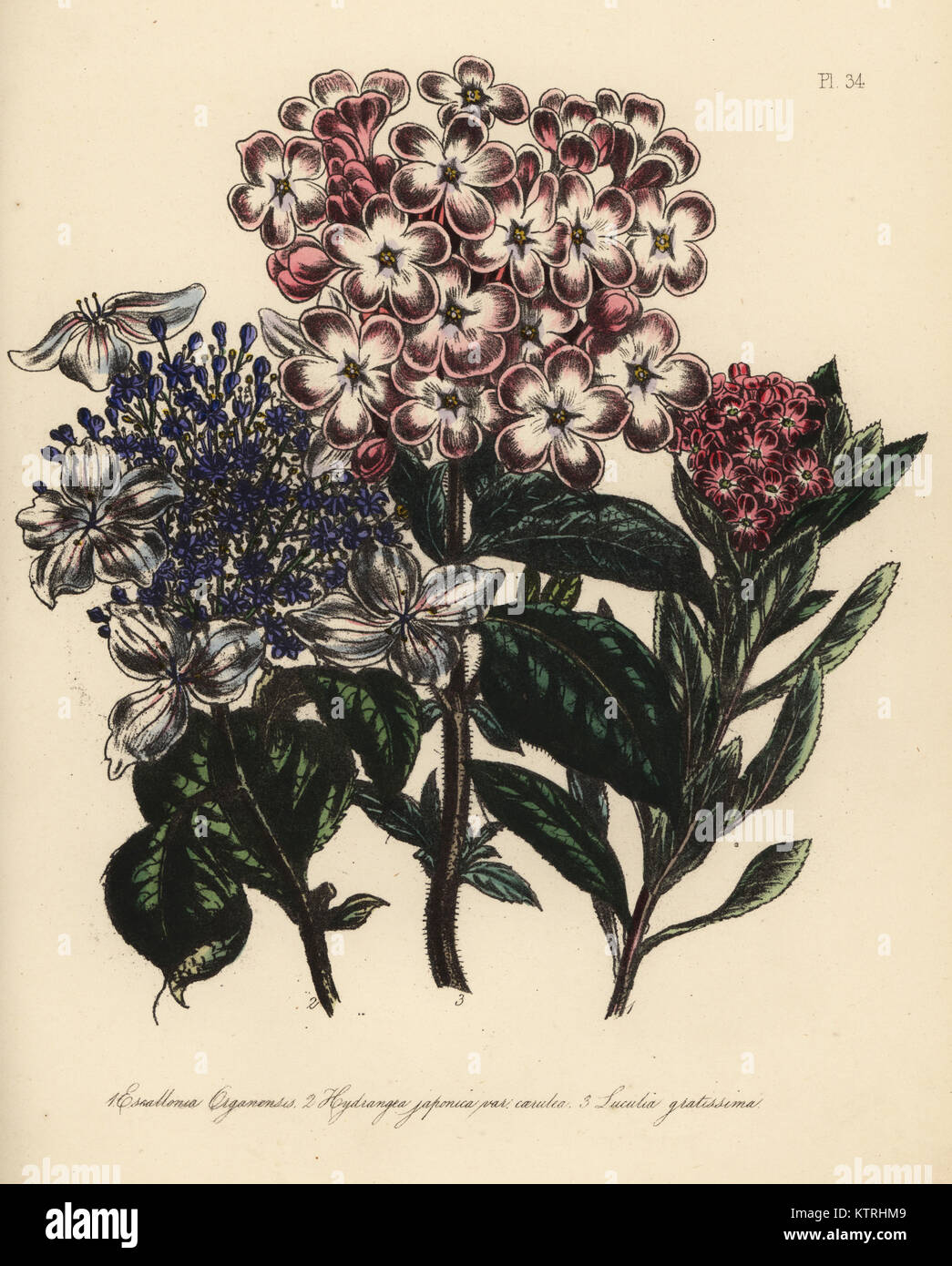 Montagnes d'organes, escallonia Escallonia organensis, bleu fleur hortensia, Hydrangea japonica japonais caerulea, et parfumé, luculia Luculia gratissima. Handfinished chromolithographie par Henry Noel Humphreys après une illustration par Jane Loudon de Loudon Madame Jane's Ladies Jardin de fleurs ou plantes de serre ornementales, William S. Orr, Londres, 1849. Banque D'Images