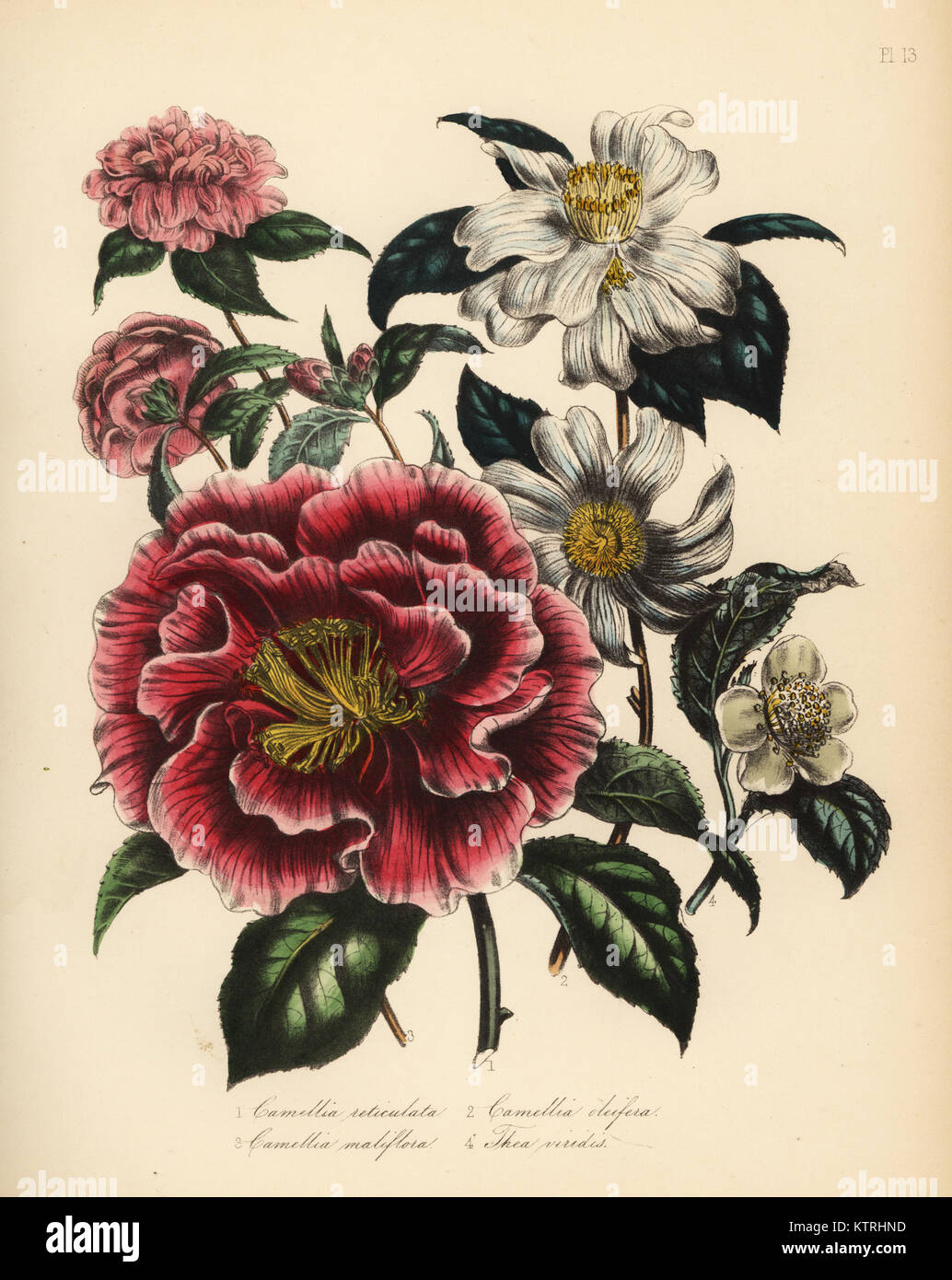 À FEUILLES réticulée, Camellia Camellia Reticulata, huile de camélia Camellia oleifera, roulement, apple-blossom-floraison, Camellia Camellia maliflora, et le thé vert, le Camellia sinensis (Thea viridis). Handfinished chromolithographie par Noel Humphreys après une illustration par Jane Loudon de Loudon Madame Jane's Ladies Jardin de fleurs ou plantes de serre ornementales, William S. Orr, Londres, 1849. Banque D'Images