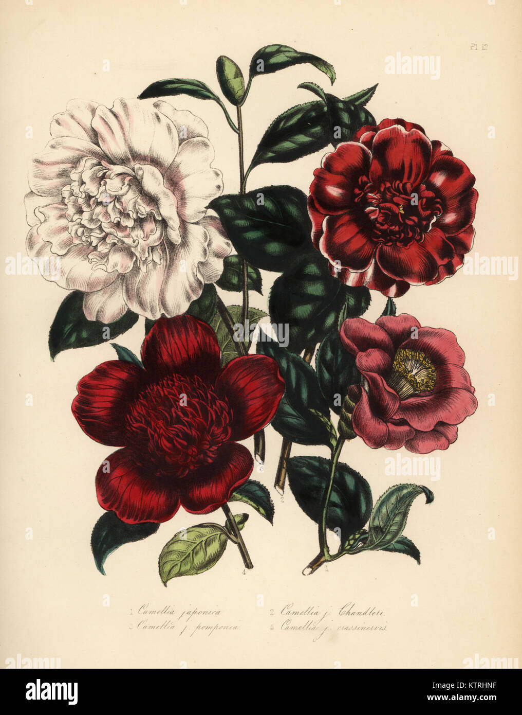 Le Japon a augmenté, Camellia japonica, Chandler's camellia Camellia, j. chandleri, pompone, Camellia Camellia j., pomponia et Telopea speciosissima waratah (Camellia j. anemoneflora). Handfinished chromolithographie par Noel Humphreys après une illustration par Jane Loudon de Loudon Madame Jane's Ladies Jardin de fleurs ou plantes de serre ornementales, William S. Orr, Londres, 1849. Banque D'Images