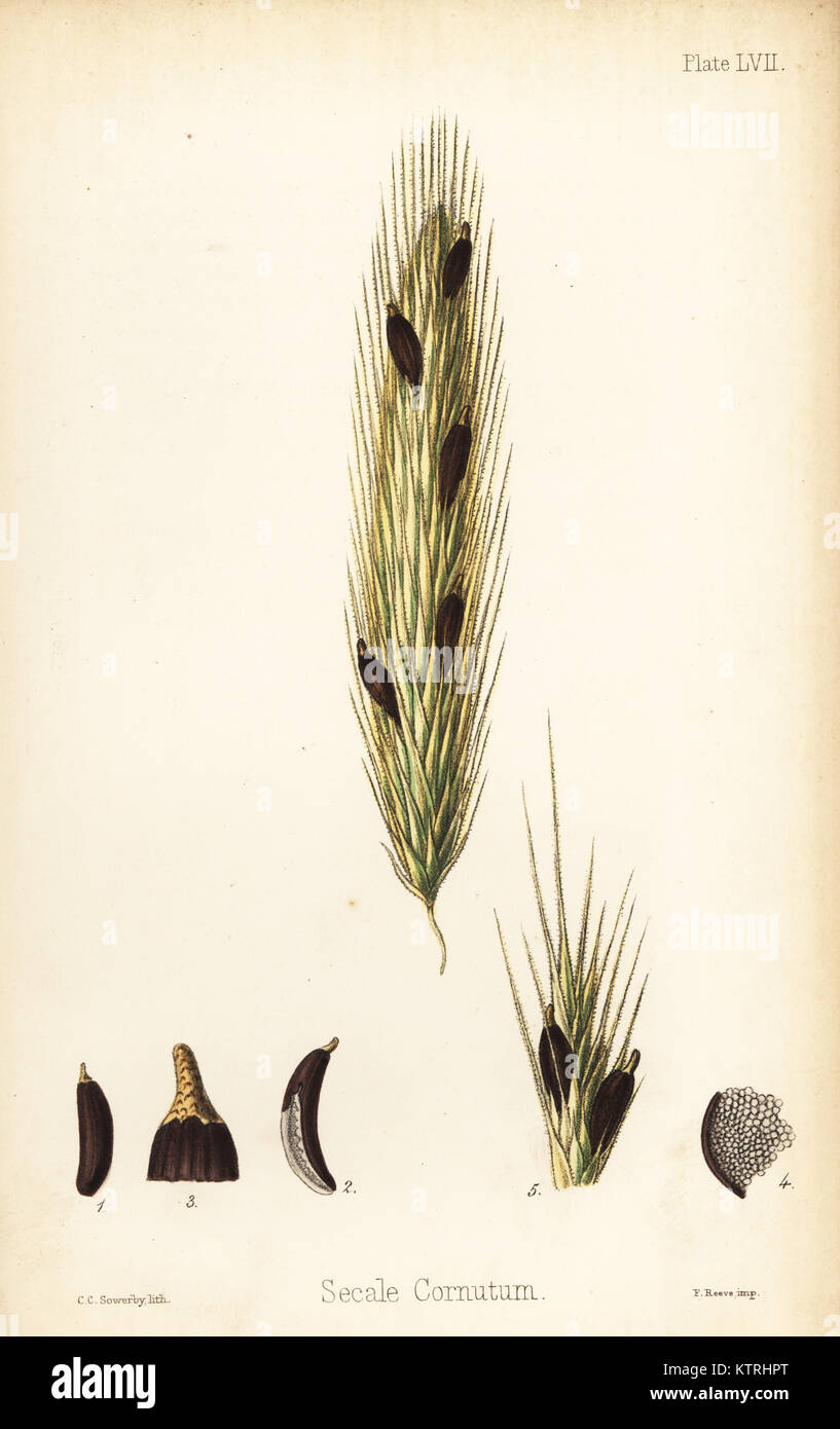 De l'ergot de seigle, Claviceps purpurea (Secale cornutum). Lithographie coloriée par Charlotte Caroline baleine à partir de la flore de l'île Hamilton, Homeopathica Bailliere, Londres, 1852. Banque D'Images De l'ergot de seigle, Claviceps purpurea (Secale cornutum). Lithographie coloriée par Charlotte Caroline baleine à partir de la flore de l'île Hamilton, Homeopathica Bailliere, Londres, 1852. Banque D'Images