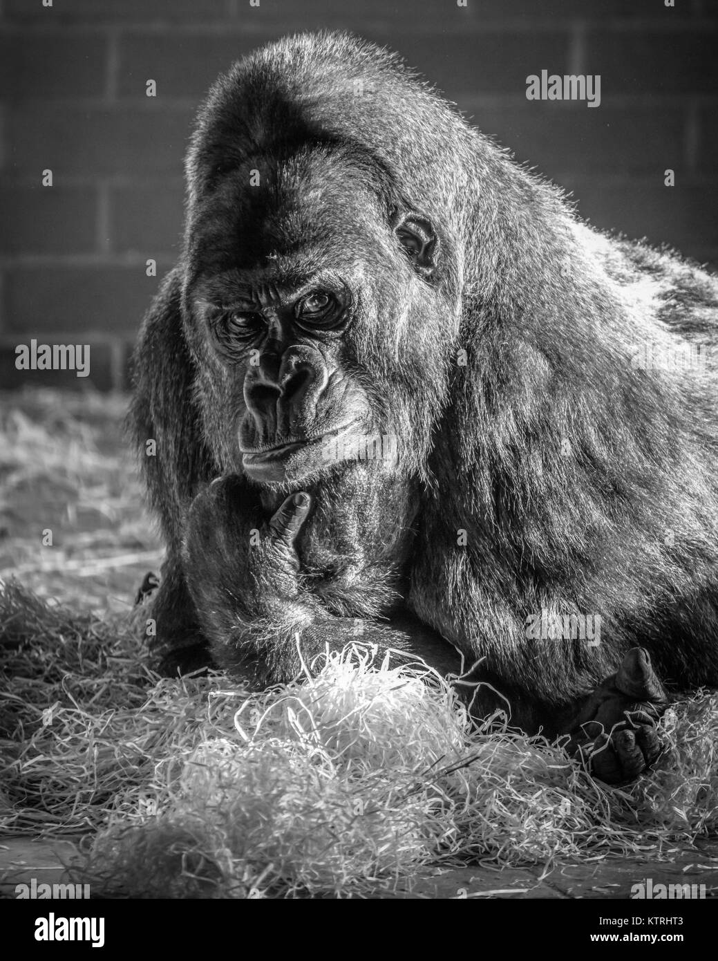 Les Gorilles de plaine de l'Ouest Banque D'Images