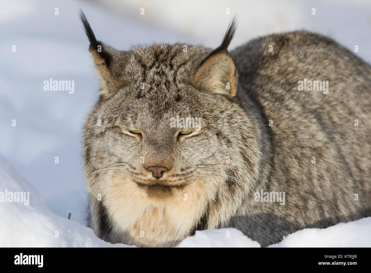 Lynx du Canada en hiver Banque D'Images