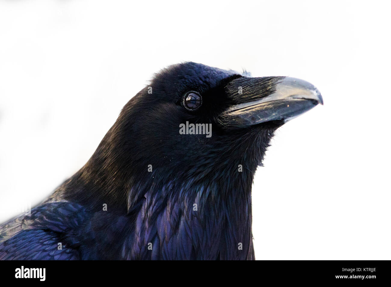 Grand corbeau (Corvus corax) portrait isolé sur fond blanc Photo Stock ...