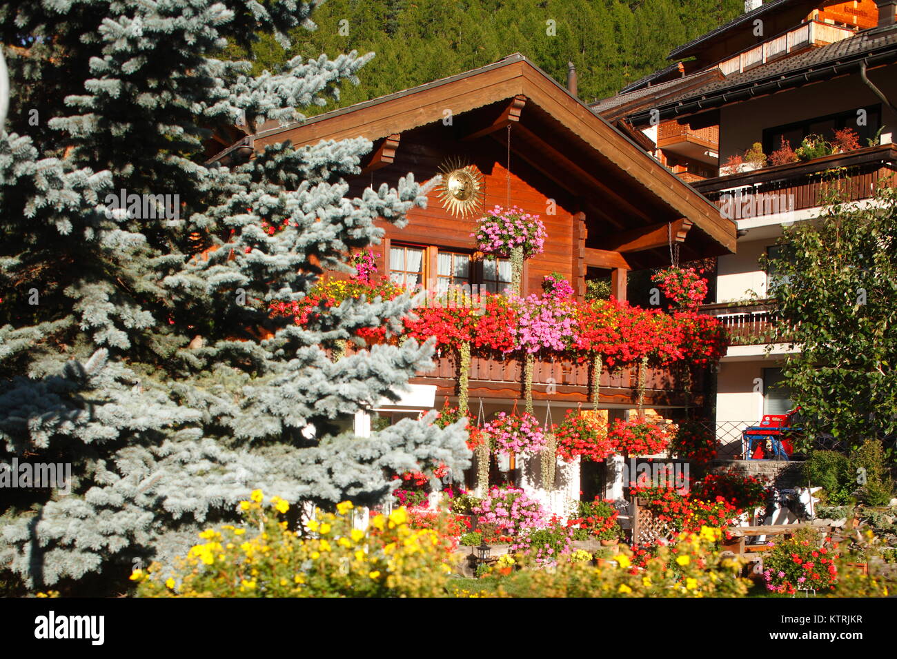 Kiefer, Blumenkästen,Winkelmatten, Zermatt, Suisse I maison en bois, fleurs, Zermatt, Suisse Banque D'Images