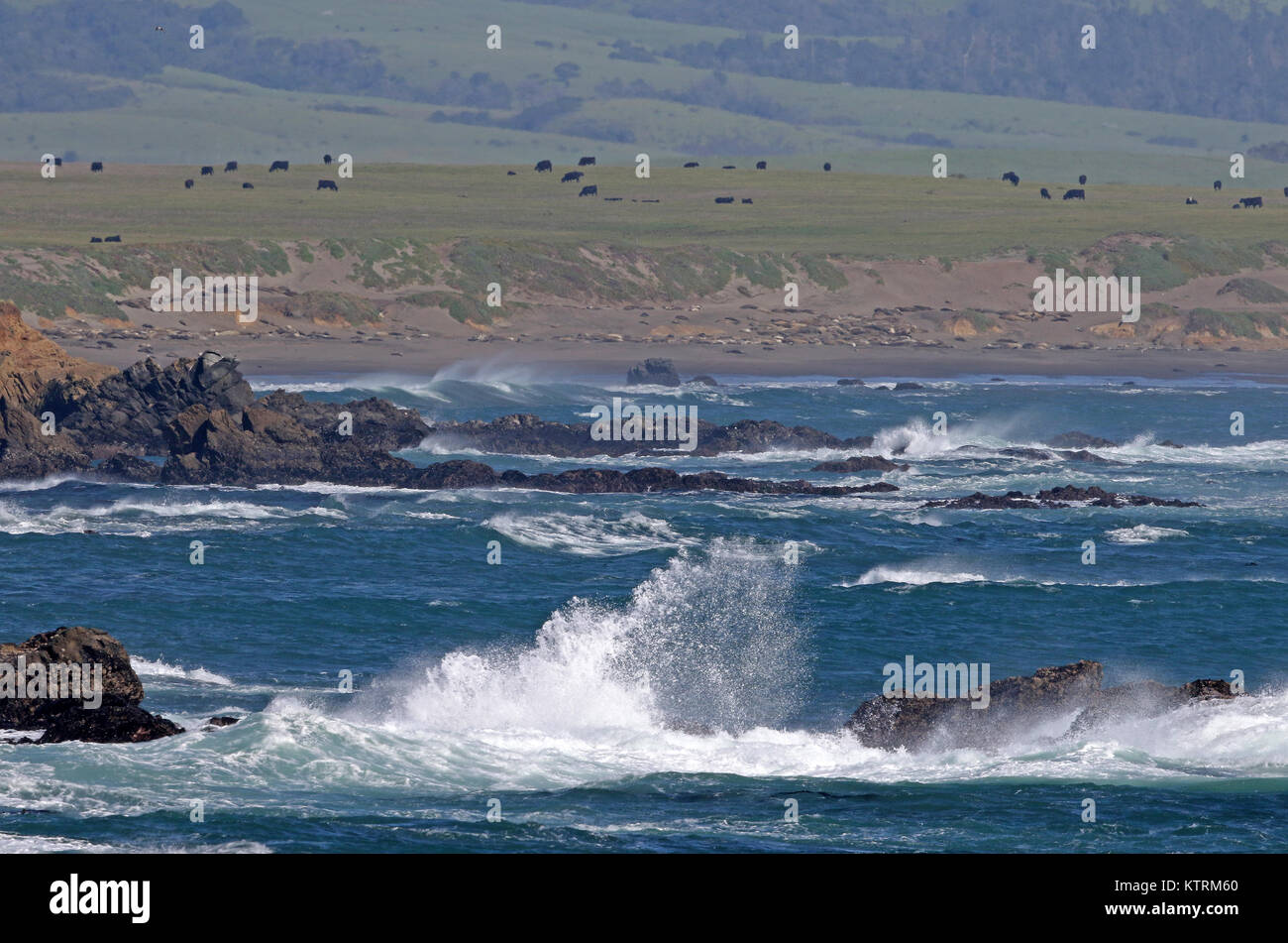Accidents de vagues contre les rochers sur la rive de la station de phare de Piedras Blancas zone naturelle exceptionnelle, le 8 avril 2017 près de San Simeon, en Californie. Banque D'Images