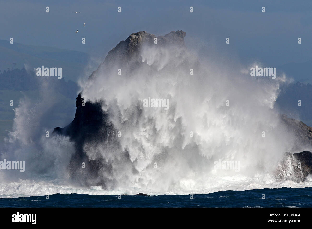 Accidents de vagues contre les rochers sur la rive de la station de phare de Piedras Blancas zone naturelle exceptionnelle, le 8 avril 2017 près de San Simeon, en Californie. Banque D'Images