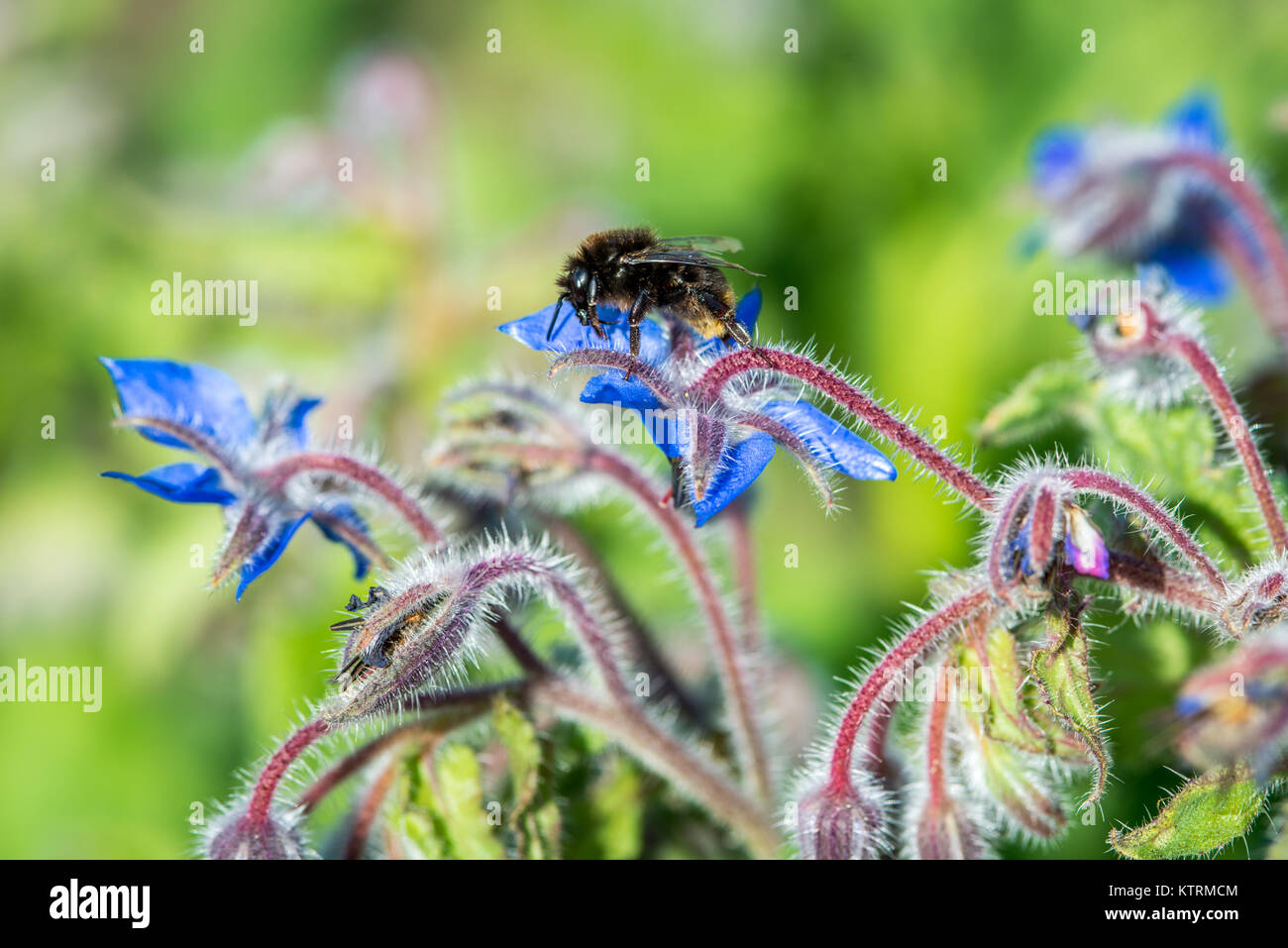 Close up d'abeille pollinisant, fleur bleue , Scorton, Richmond, North Yorkshire Banque D'Images