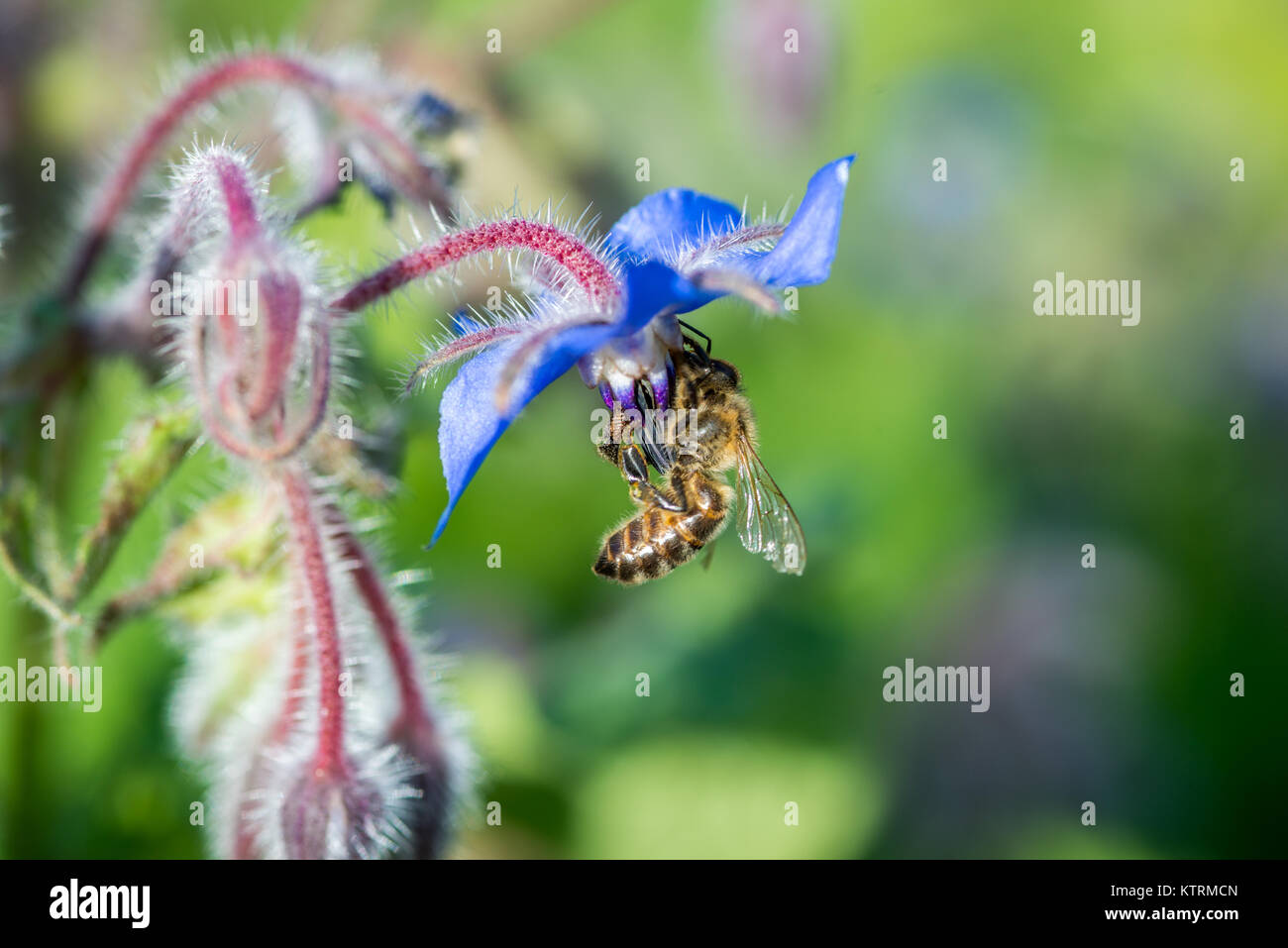 Close up d'abeille pollinisant, fleur bleue , Scorton, Richmond, North Yorkshire Banque D'Images