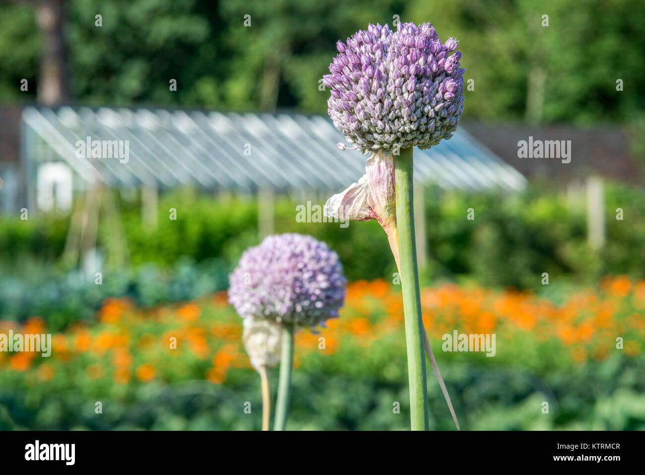 Close up of blooming fleur d'ail au jardin à Kiplin Hall, Scorton, Richmond, North Yorkshire Banque D'Images