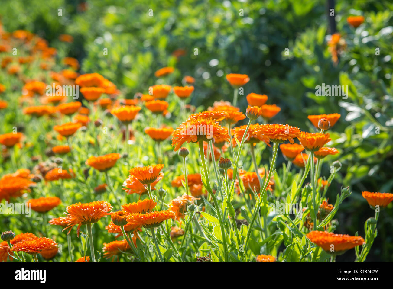 La générosité de orange fleurs poussant dans le jardin à Kiplin Hall, Scorton, Richmond, North Yorkshire Banque D'Images