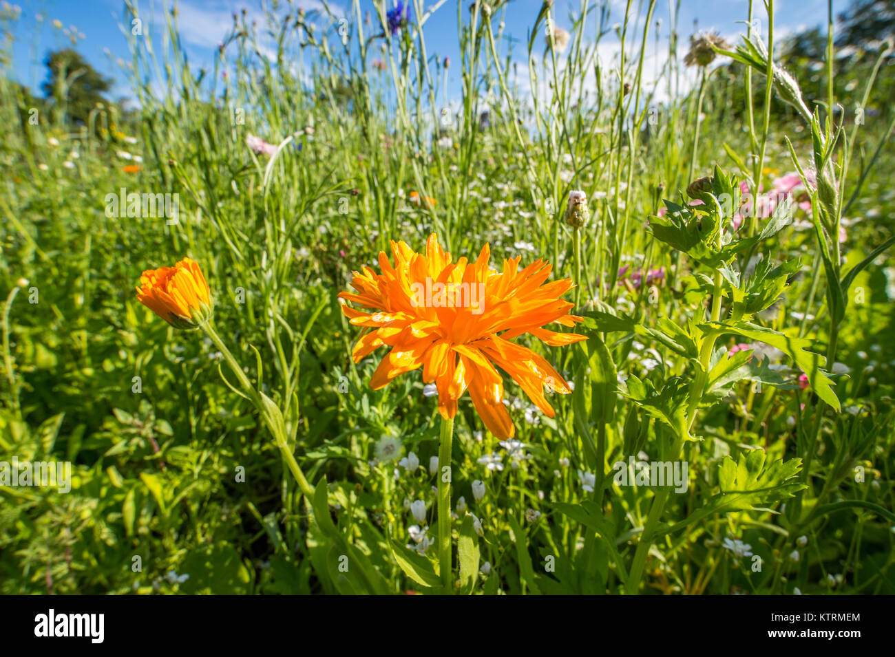 Close up d'orange dans le champ de fleurs sauvages, de Scorton, Richmond, North Yorkshire Banque D'Images