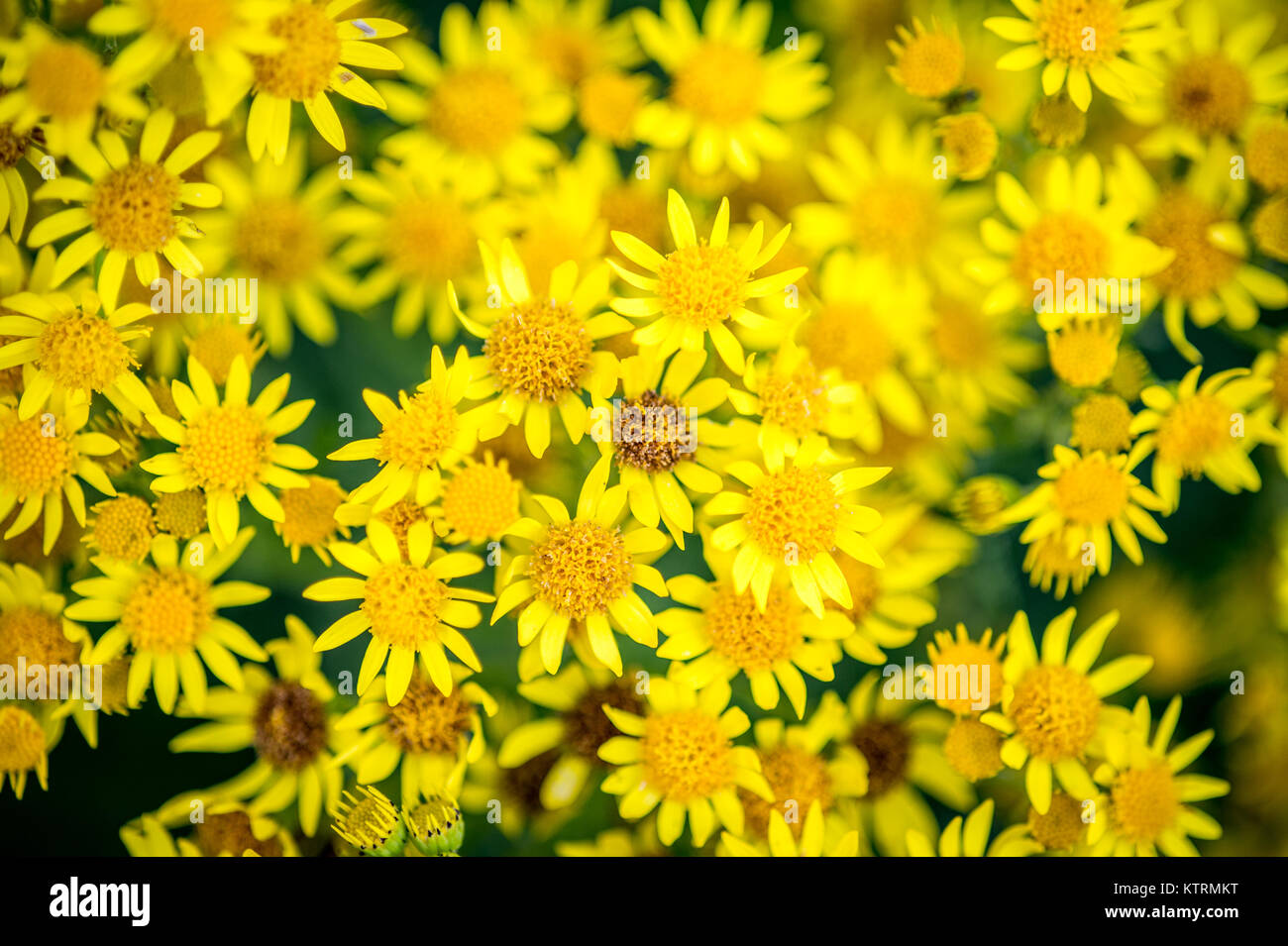 Vue plein cadre de fleurs jaunes, Scorton, Richmond, North Yorkshire Banque D'Images