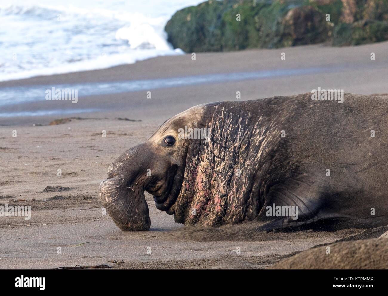 L'éléphant s'échouer sur le rivage de la station de phare de Piedras Blancas zone naturelle exceptionnelle, le 19 janvier 2017 à Piedras Blancas Point, en Californie. Banque D'Images