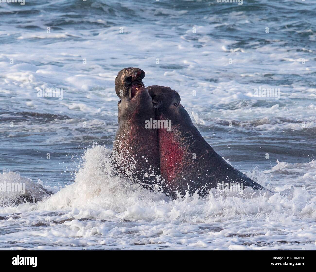 L'éléphant s'échouer sur le rivage de la station de phare de Piedras Blancas zone naturelle exceptionnelle, le 19 janvier 2017 à Piedras Blancas Point, en Californie. Banque D'Images